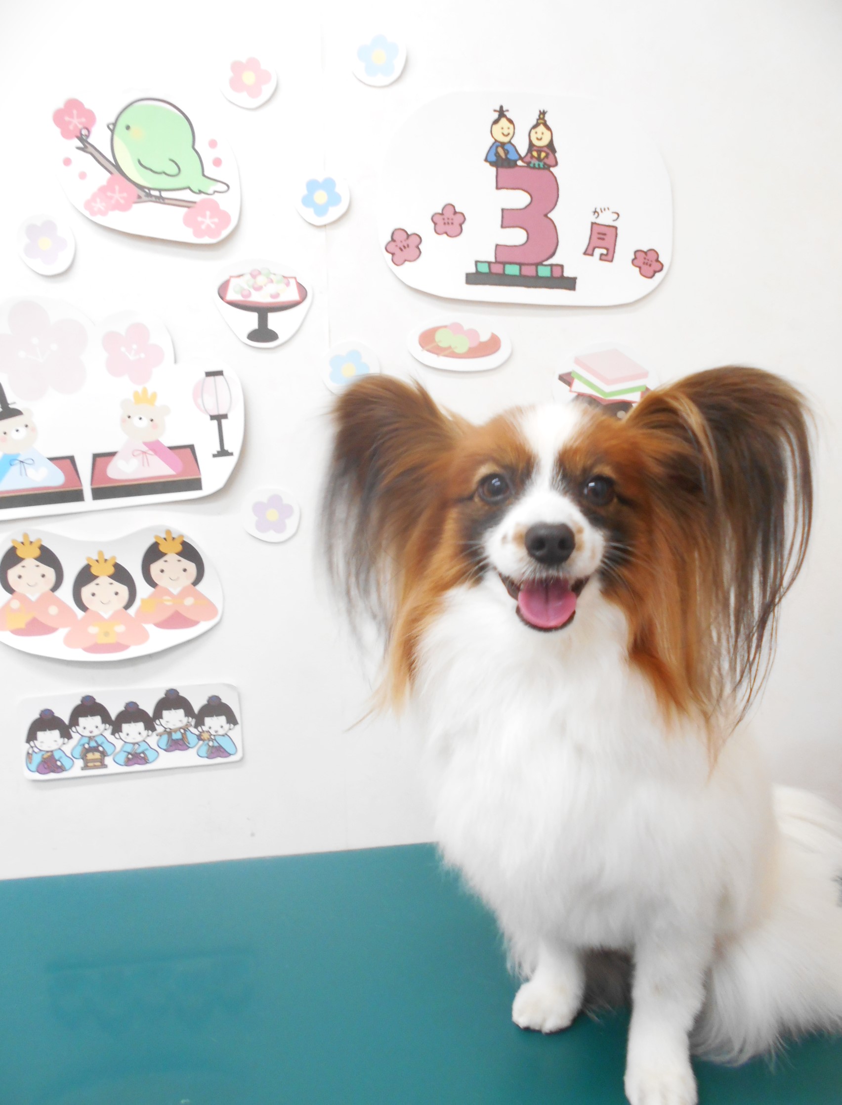 パピヨンのトリミングカット シュシュどうぶつ病院の1枚目