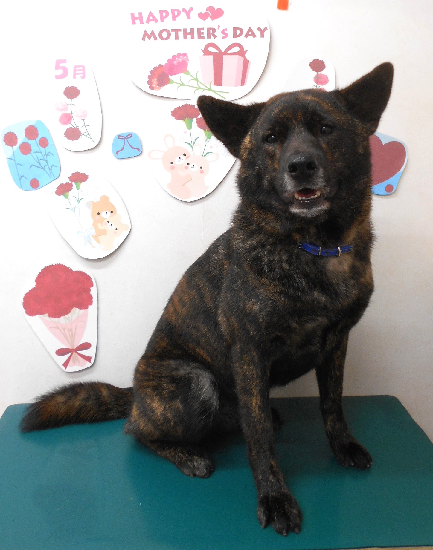 甲斐犬のトリミングカット シュシュどうぶつ病院の1枚目