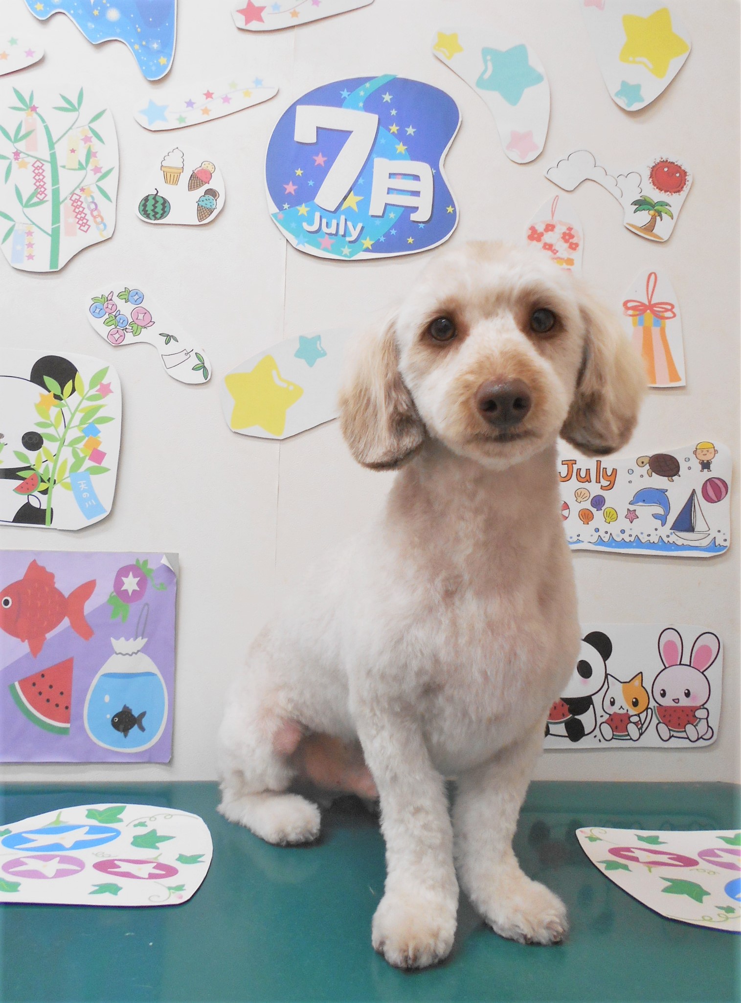 ミックス犬(その他)のトリミングカット シュシュどうぶつ病院の1枚目