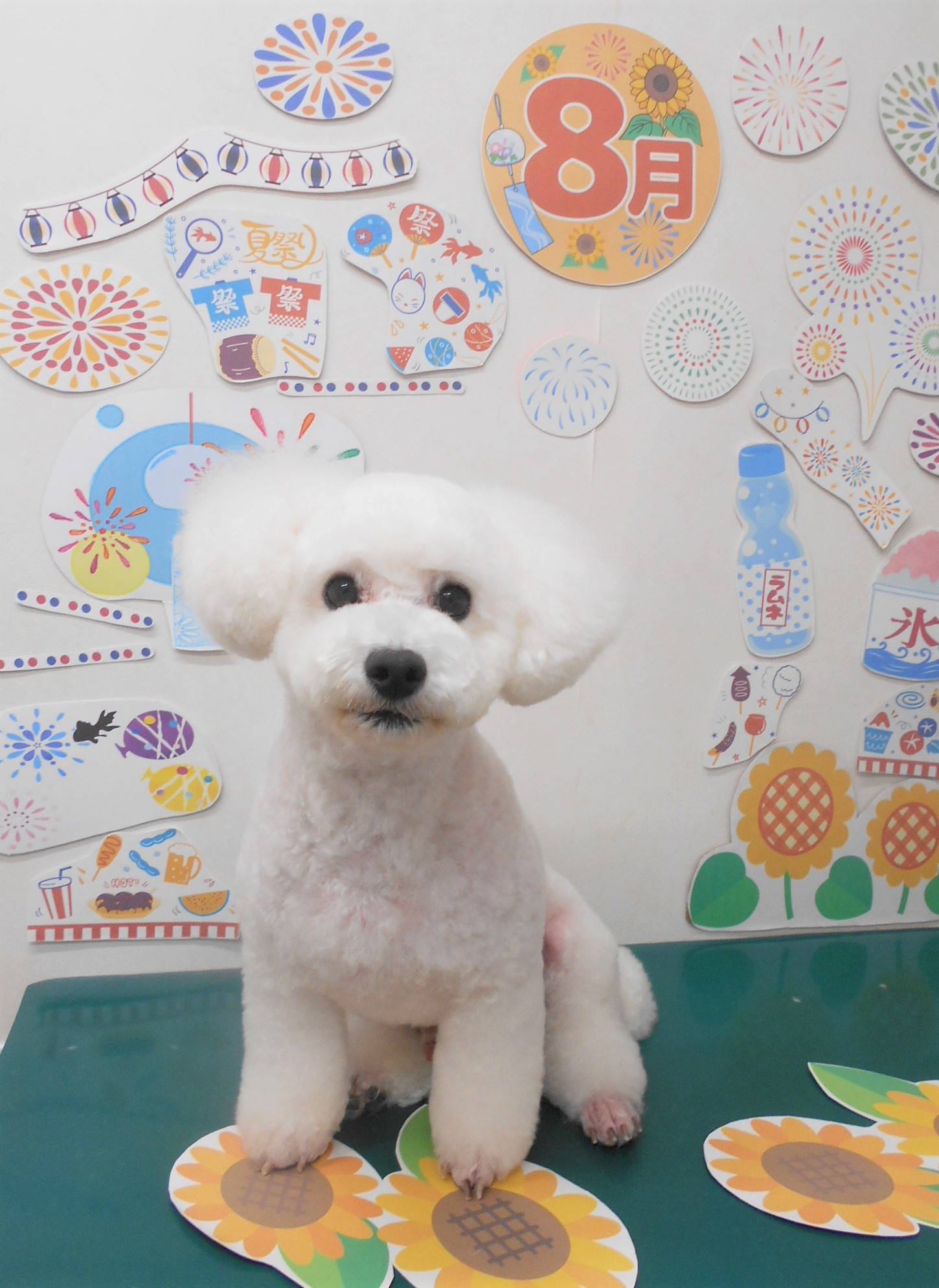 トイプードルのトリミングカット シュシュどうぶつ病院の1枚目