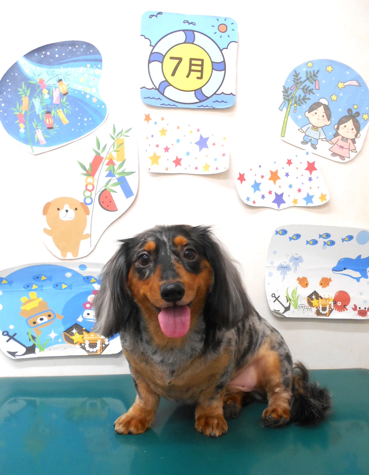 ミニチュアダックスフンドのトリミングカット シュシュどうぶつ病院の1枚目