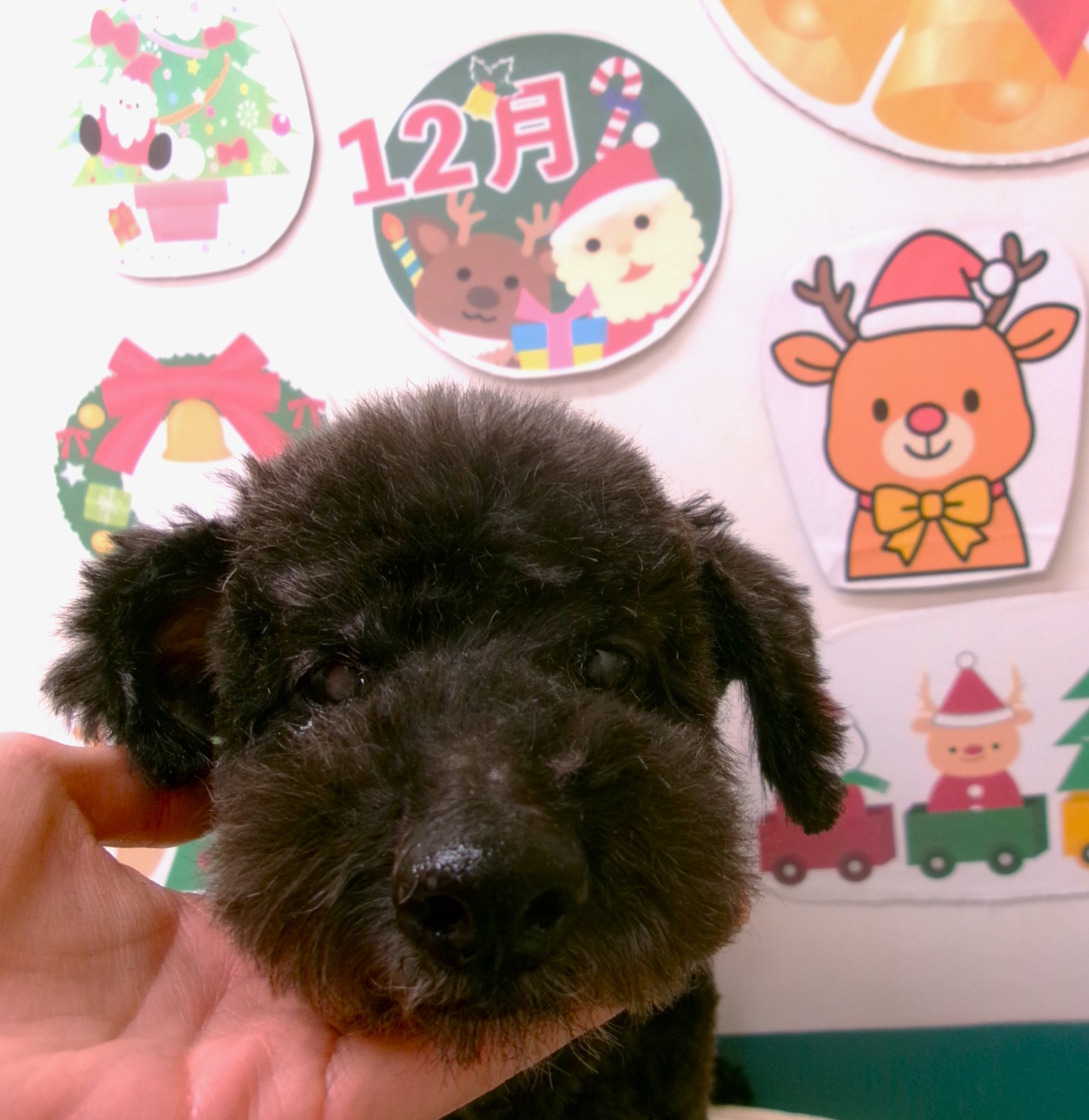 トイプードルのトリミングカット シュシュどうぶつ病院の1枚目