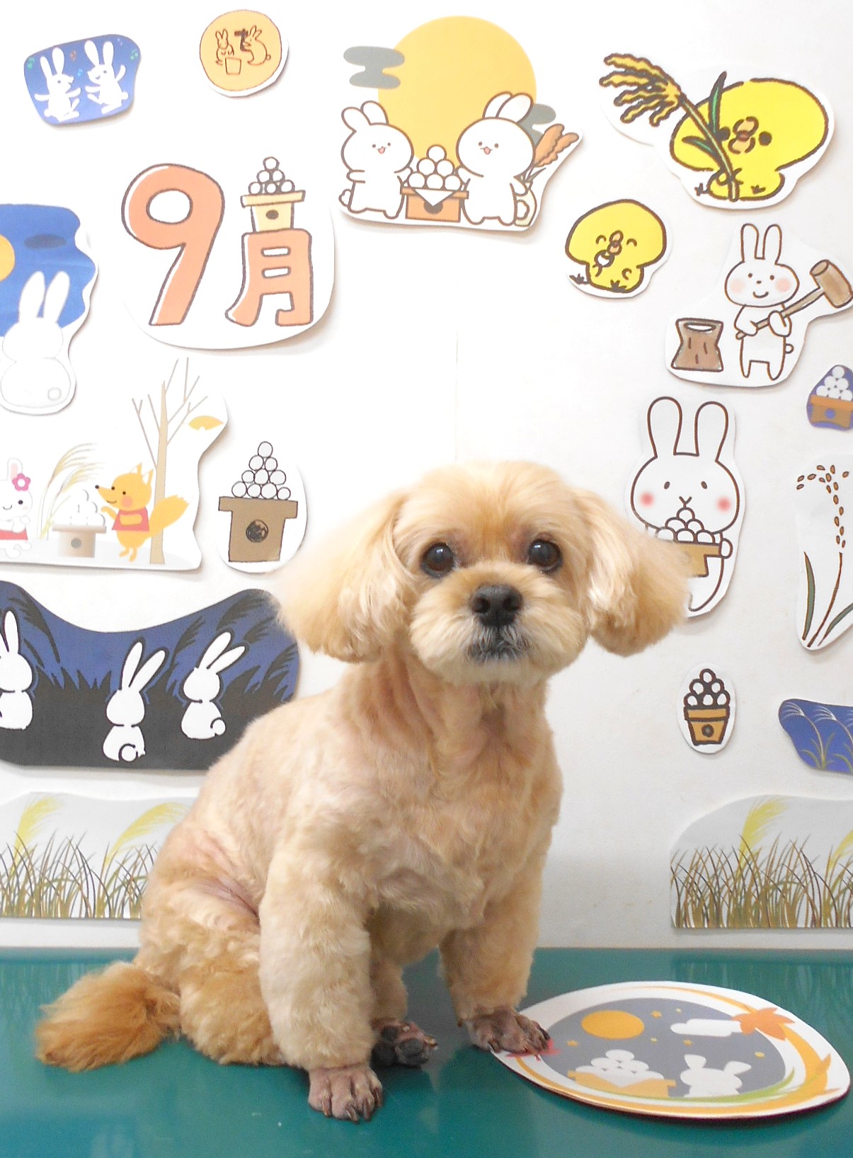 ミックス犬(その他)のトリミングカット シュシュどうぶつ病院の1枚目
