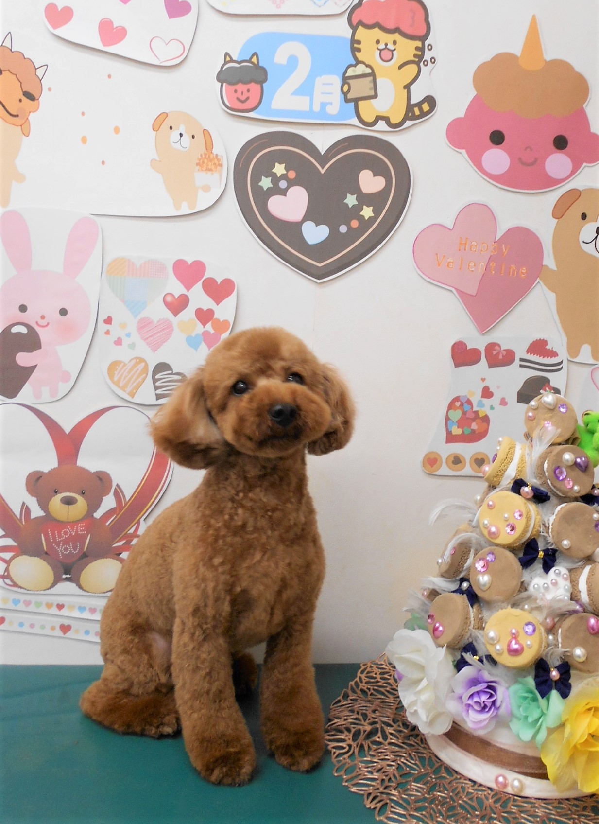 トイプードルのトリミングカット シュシュどうぶつ病院の1枚目