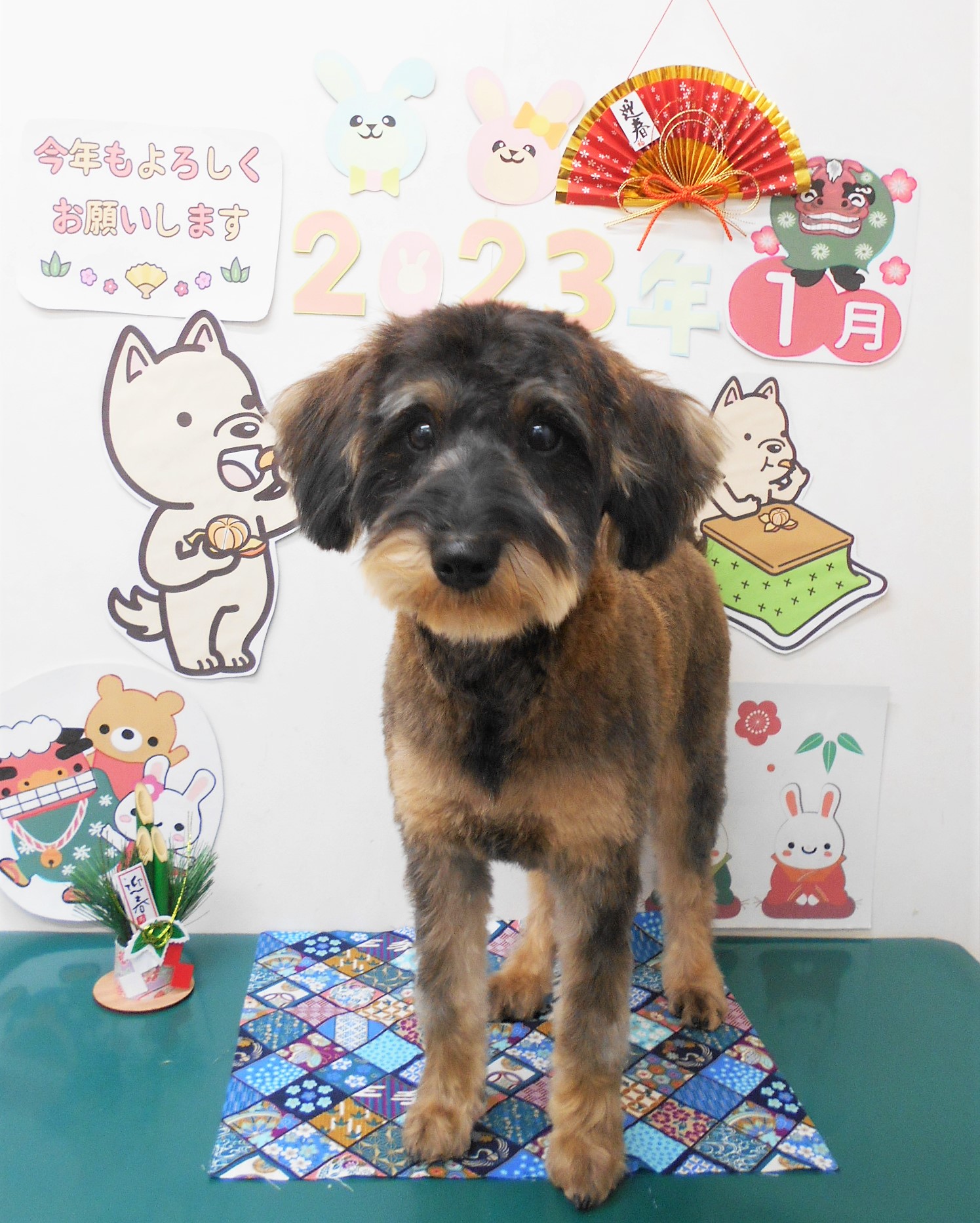 ミックス犬(その他)のトリミングカット シュシュどうぶつ病院の1枚目