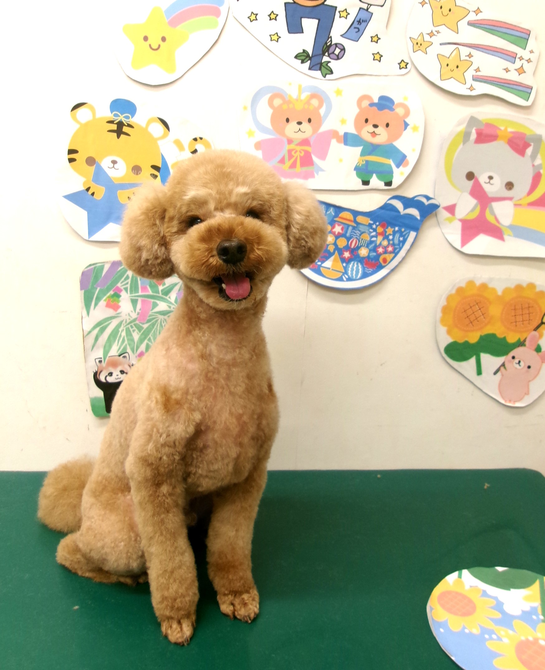 ティーカッププードルのトリミングカット シュシュどうぶつ病院の1枚目