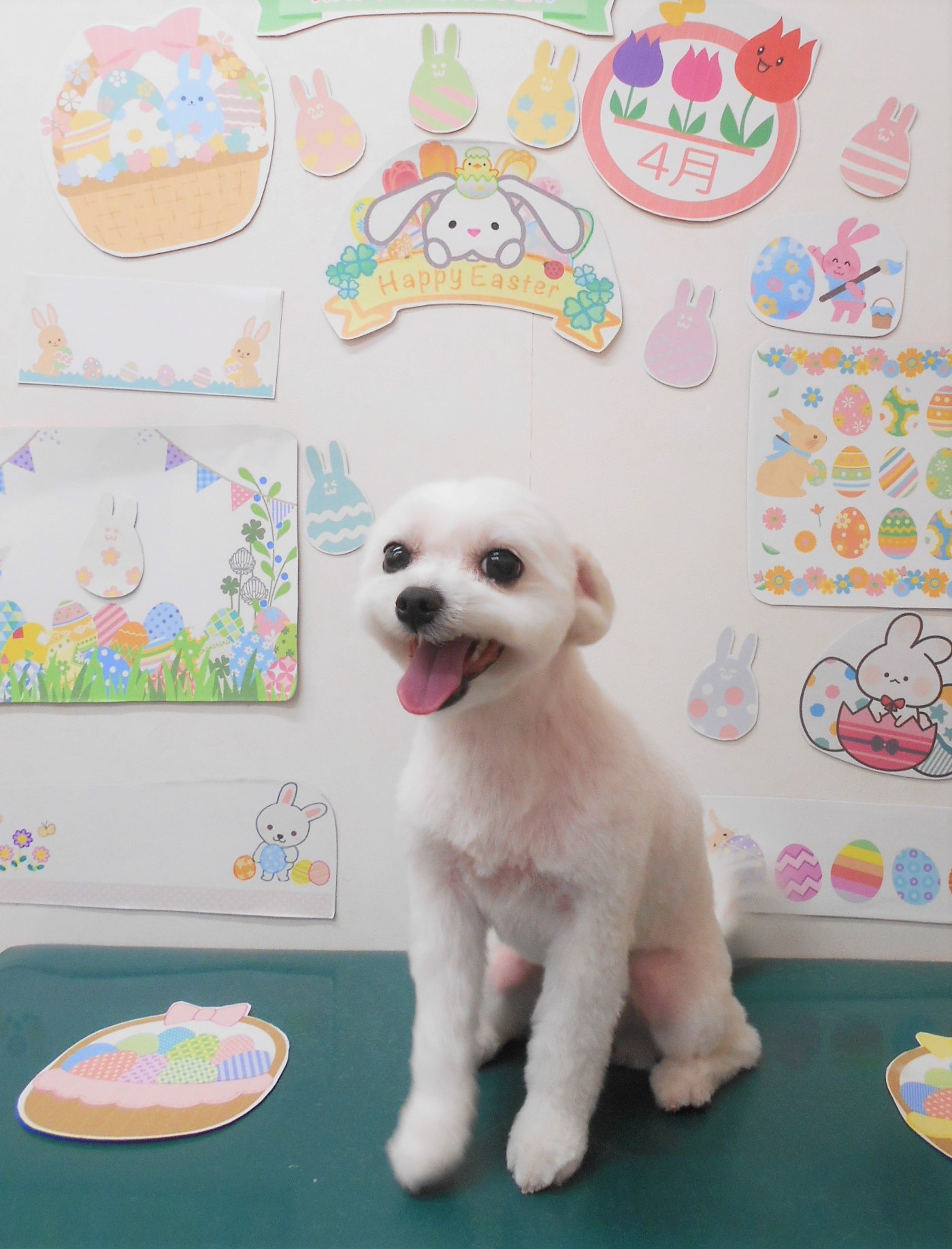 ミックス犬(その他)のトリミングカット シュシュどうぶつ病院の1枚目