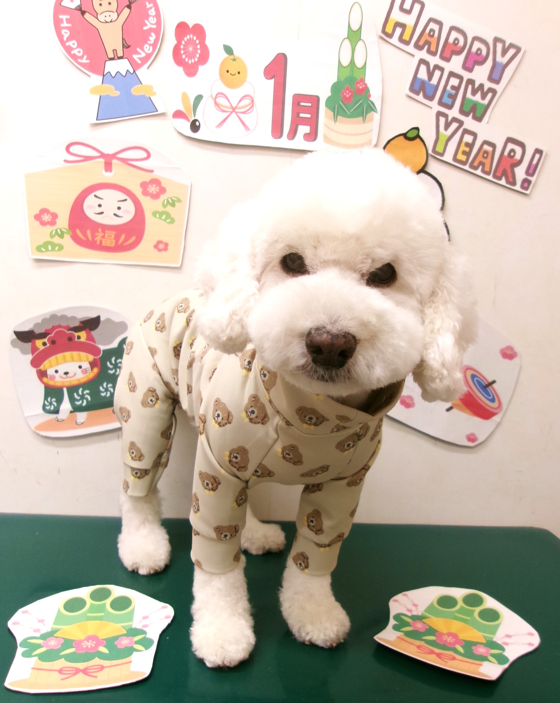 トイプードルのトリミングカット シュシュどうぶつ病院の1枚目