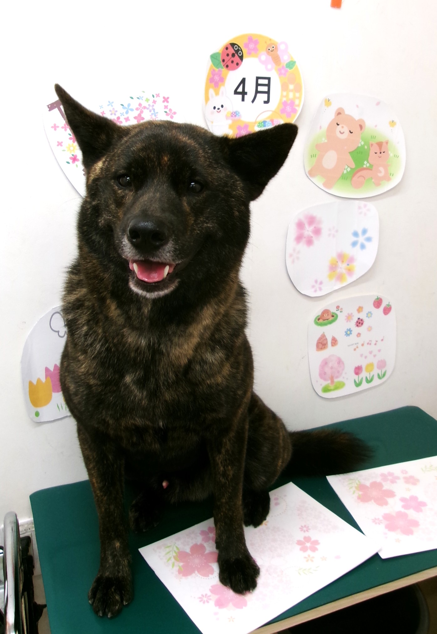 トリミングサロン シュシュどうぶつ病院のトリミングカット-9915の1枚目