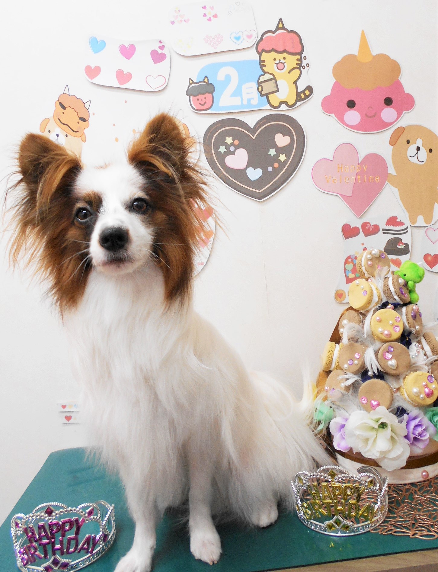 ミックス犬(その他)のトリミングカット シュシュどうぶつ病院の1枚目