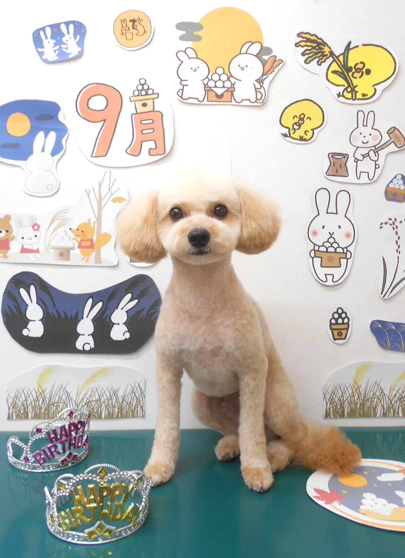 ミックス犬(その他)のトリミングカット シュシュどうぶつ病院の1枚目