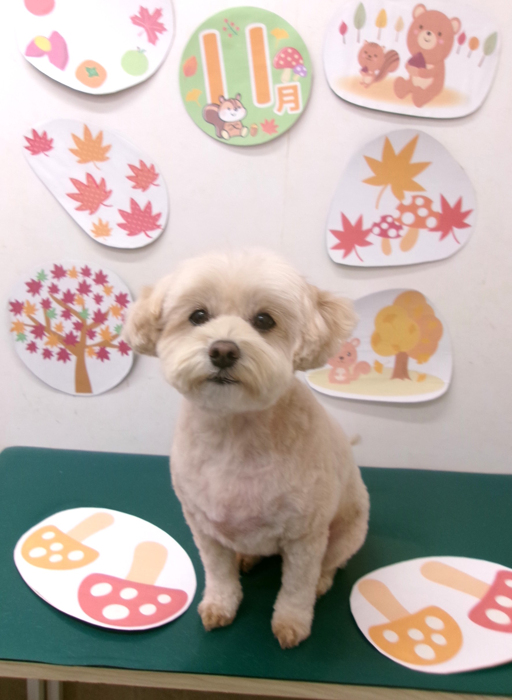 トリミングサロン シュシュどうぶつ病院のトリミングカット-10572の1枚目