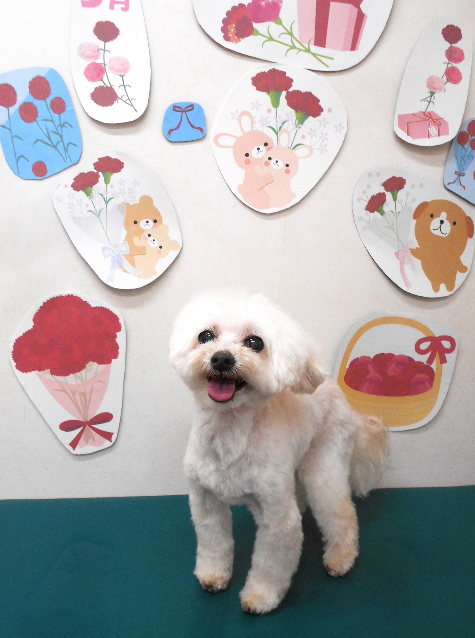 ミックス犬(その他)のトリミングカット シュシュどうぶつ病院の1枚目
