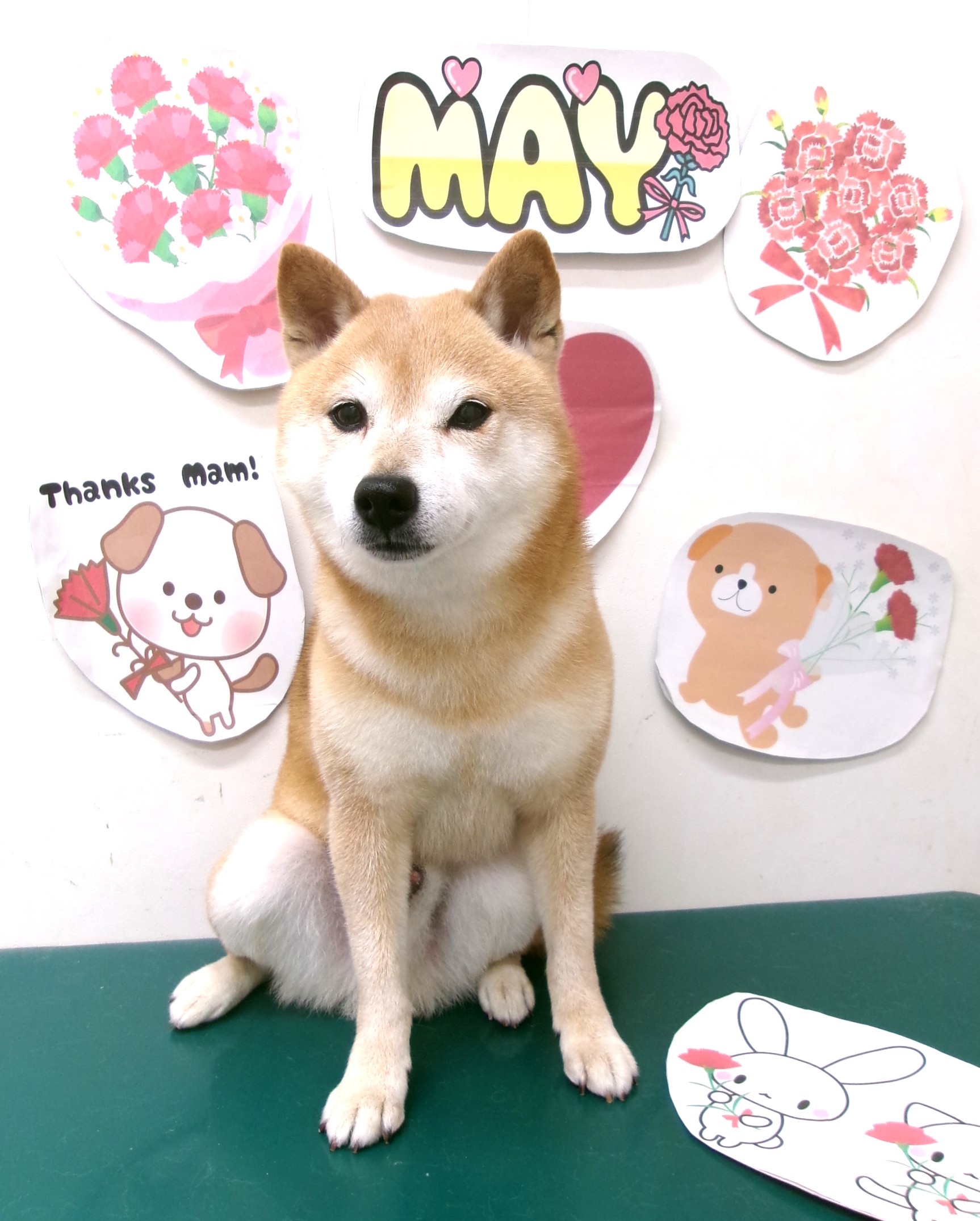 トリミングサロン シュシュどうぶつ病院のトリミングカット-10082の1枚目