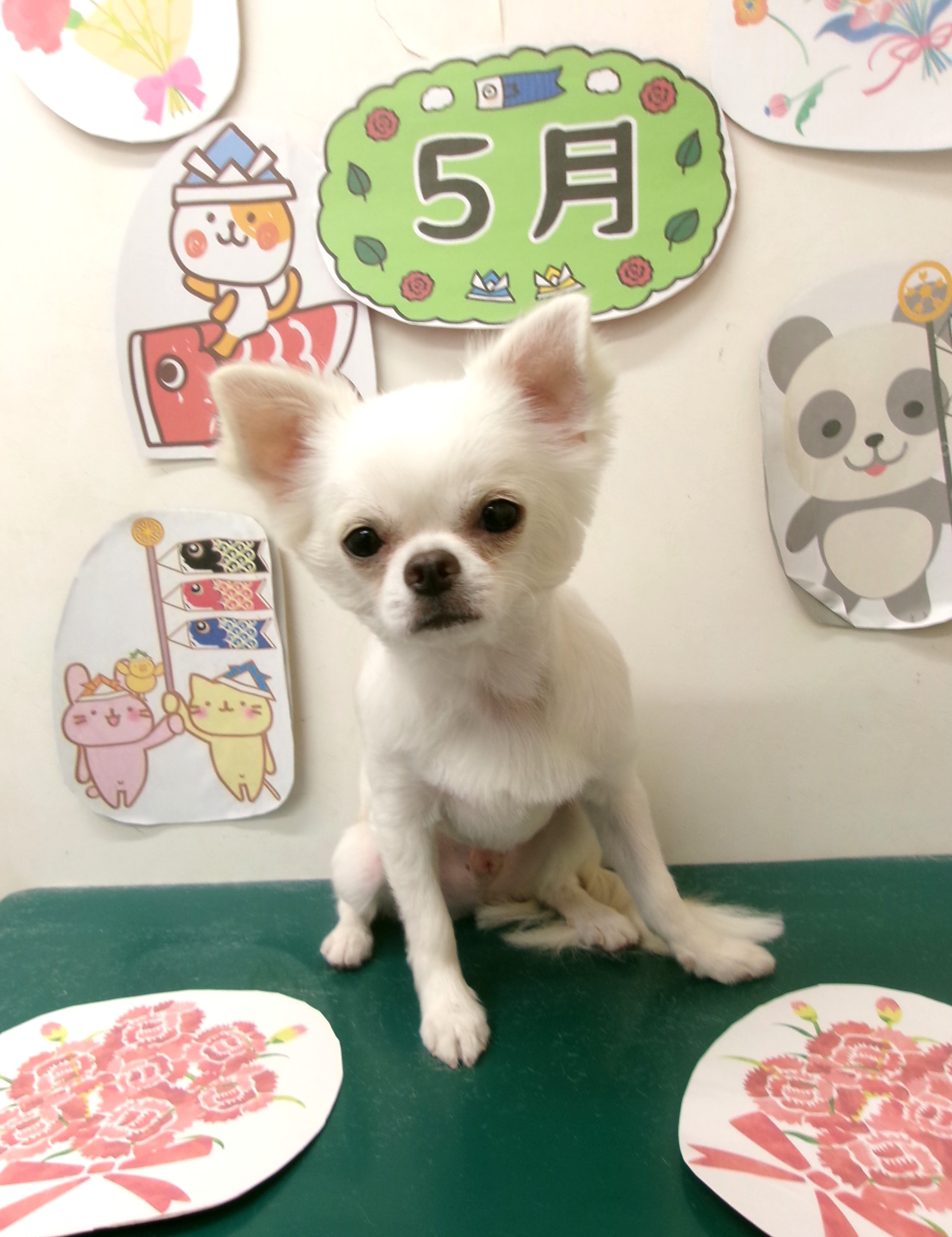 チワワのトリミングカット シュシュどうぶつ病院の1枚目