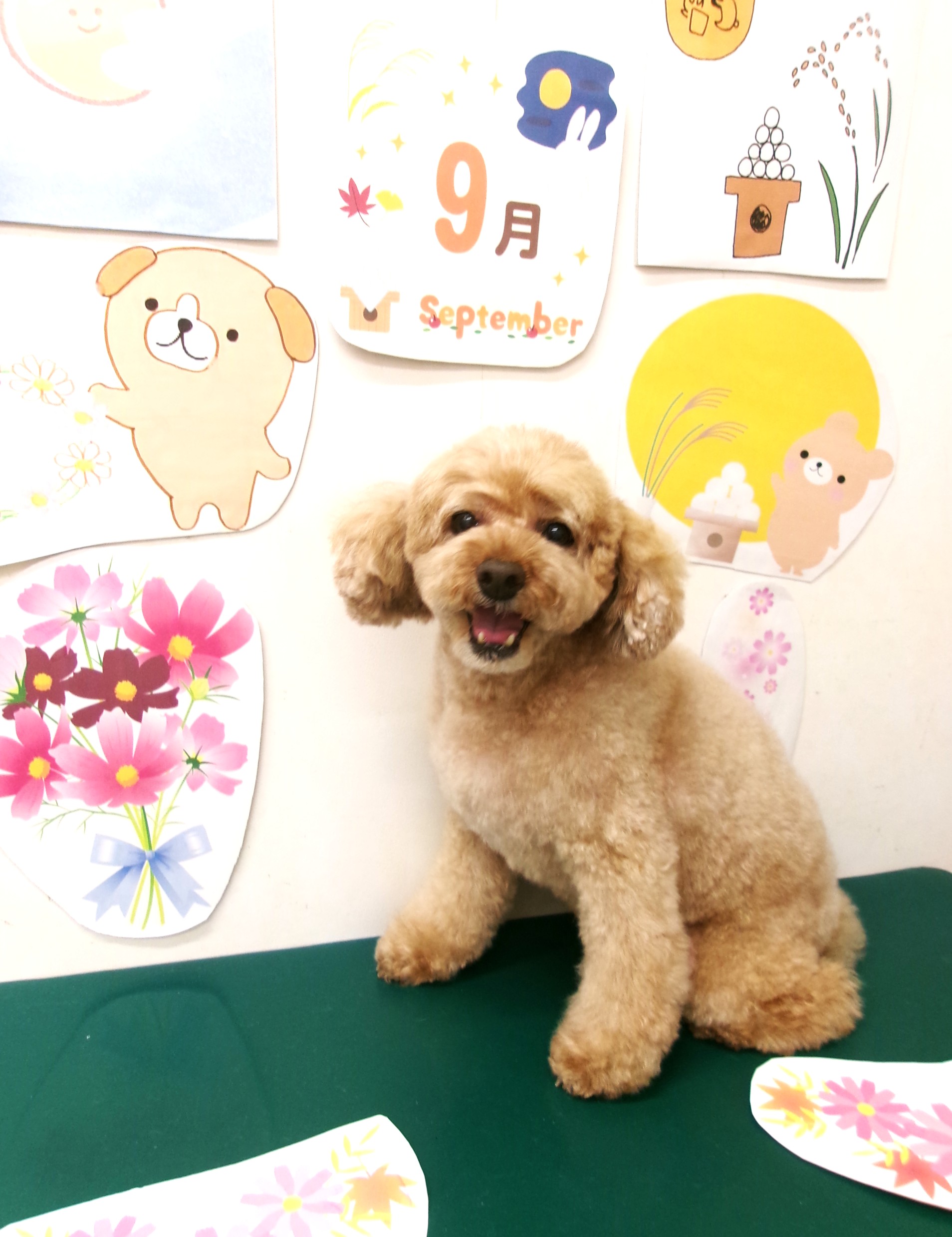 トリミングサロン シュシュどうぶつ病院のトリミングカット-10414の1枚目