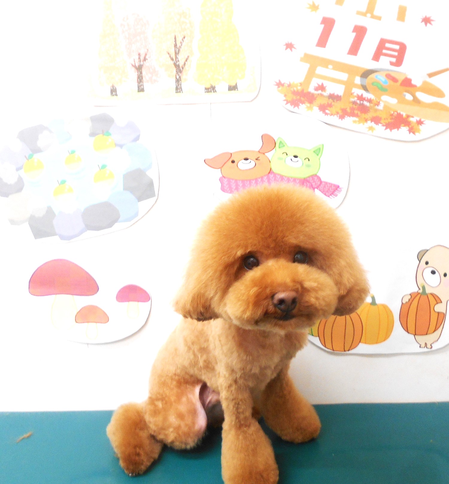 トイプードルのトリミングカット シュシュどうぶつ病院の1枚目