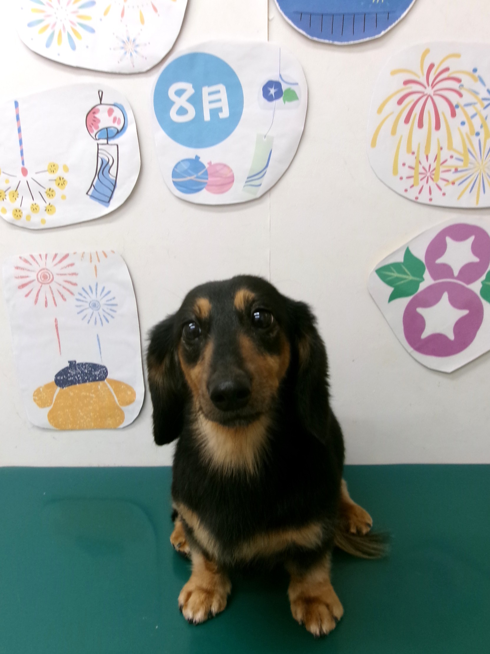 トリミングサロン シュシュどうぶつ病院のトリミングカット-10322の1枚目