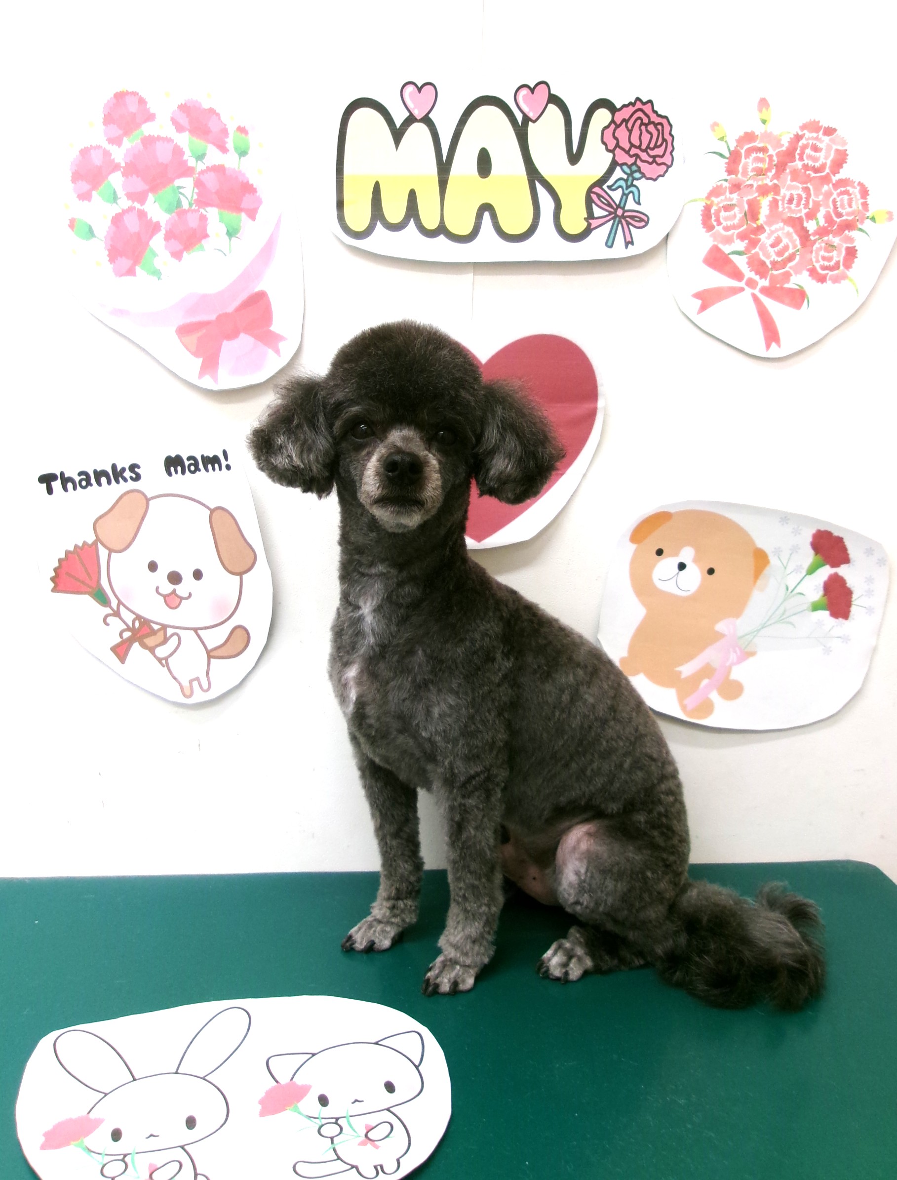 トリミングサロン シュシュどうぶつ病院のトリミングカット-10076の1枚目
