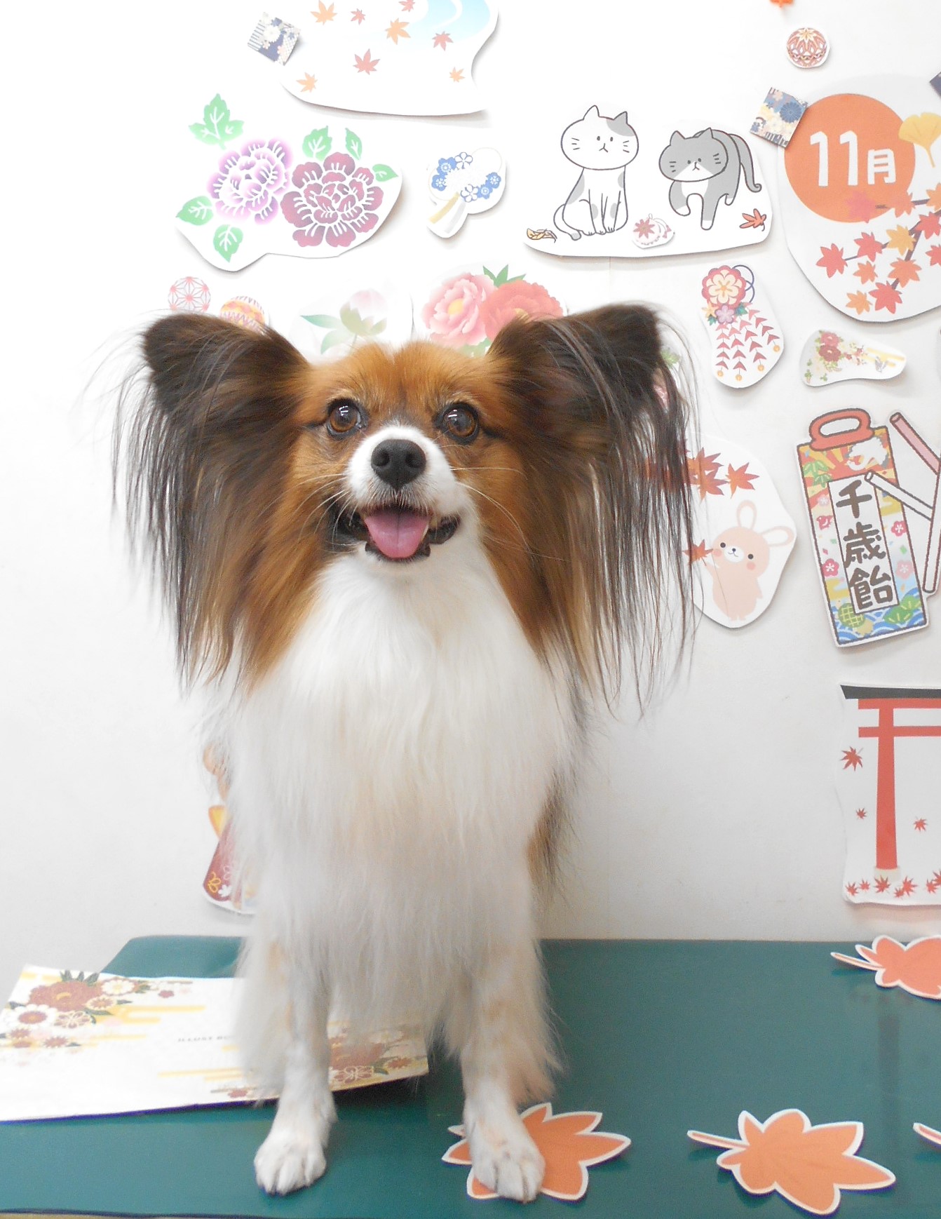 パピヨンのトリミングカット シュシュどうぶつ病院の1枚目