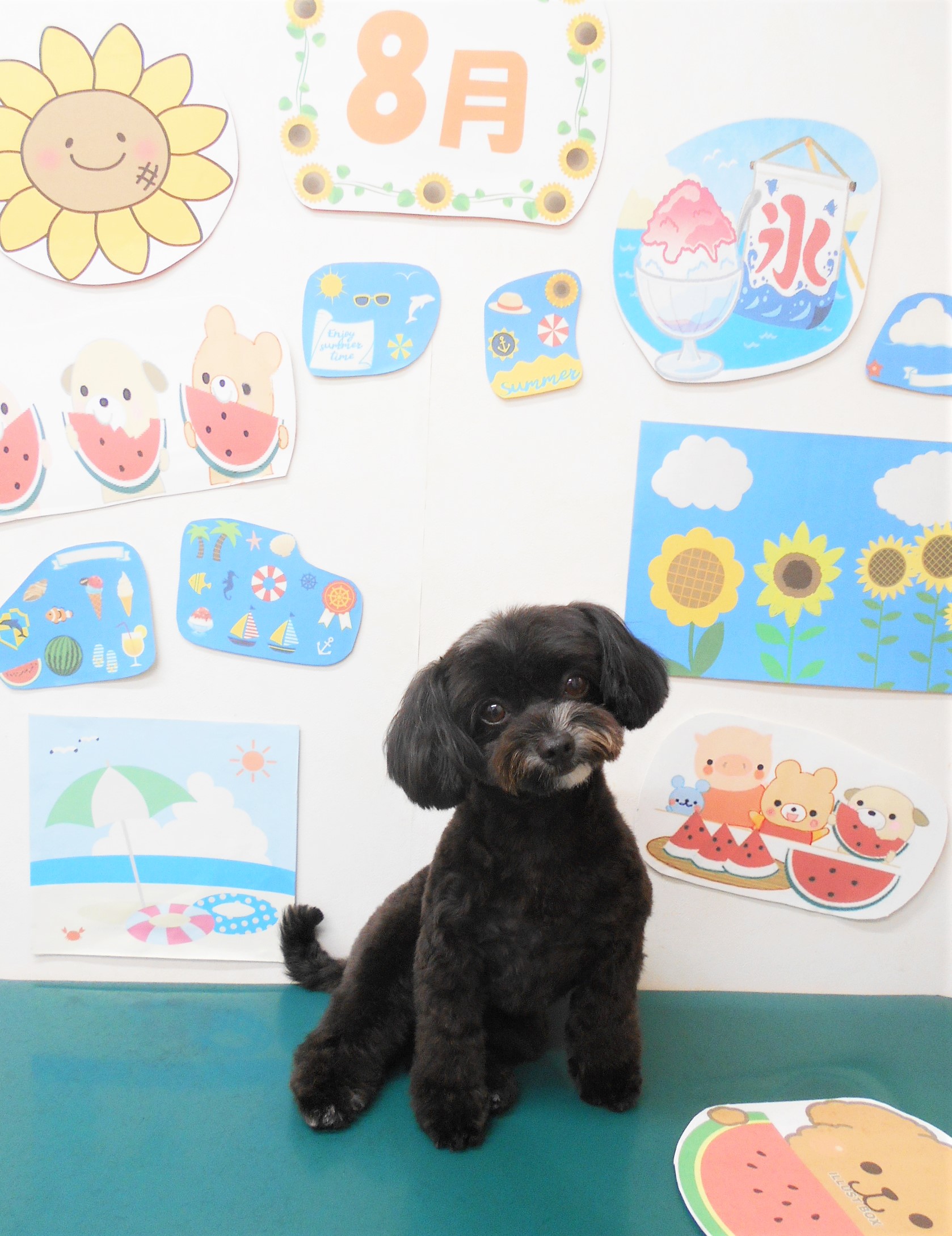 ミックス犬(その他)のトリミングカット シュシュどうぶつ病院の1枚目