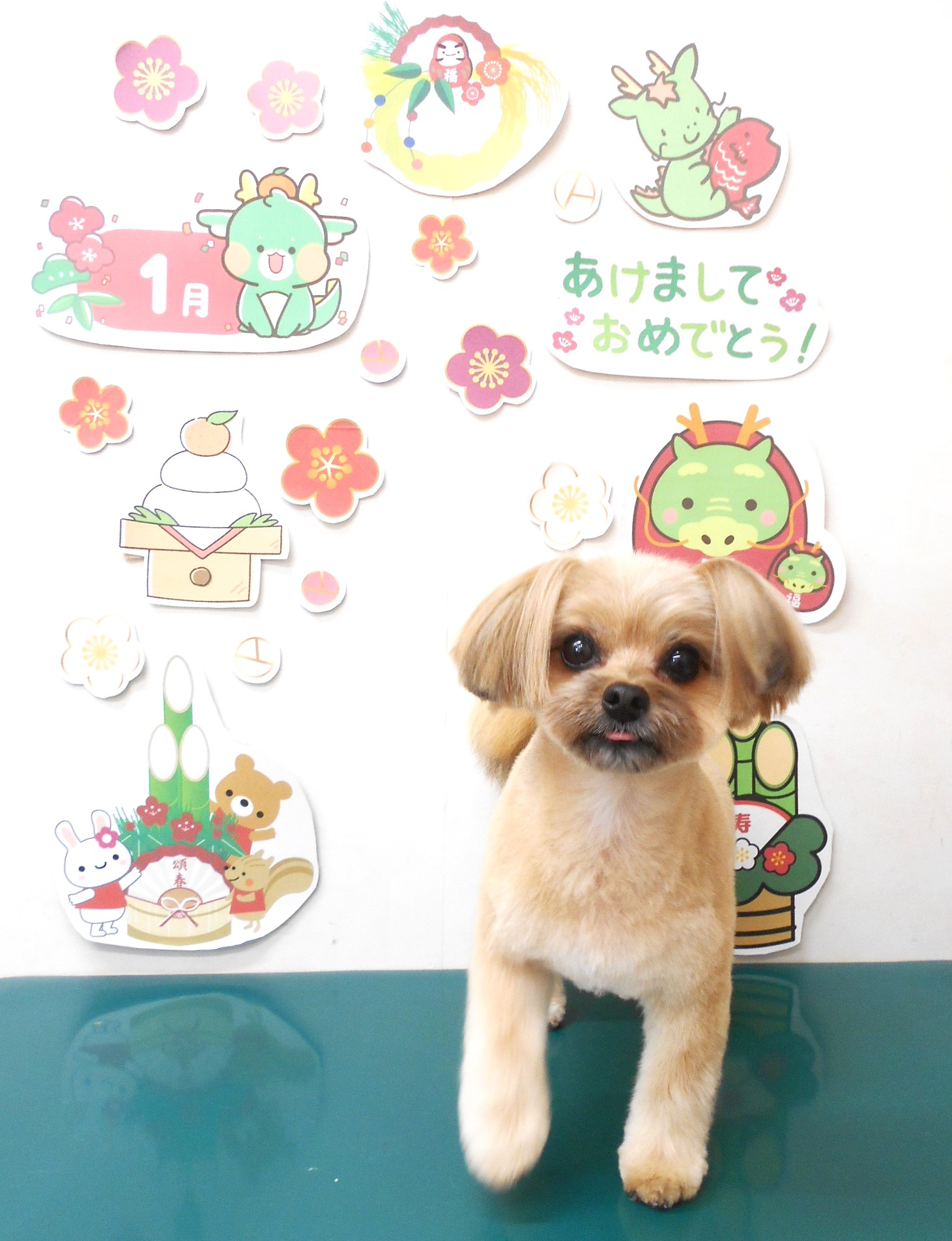 ミックス犬(その他)のトリミングカット シュシュどうぶつ病院の1枚目