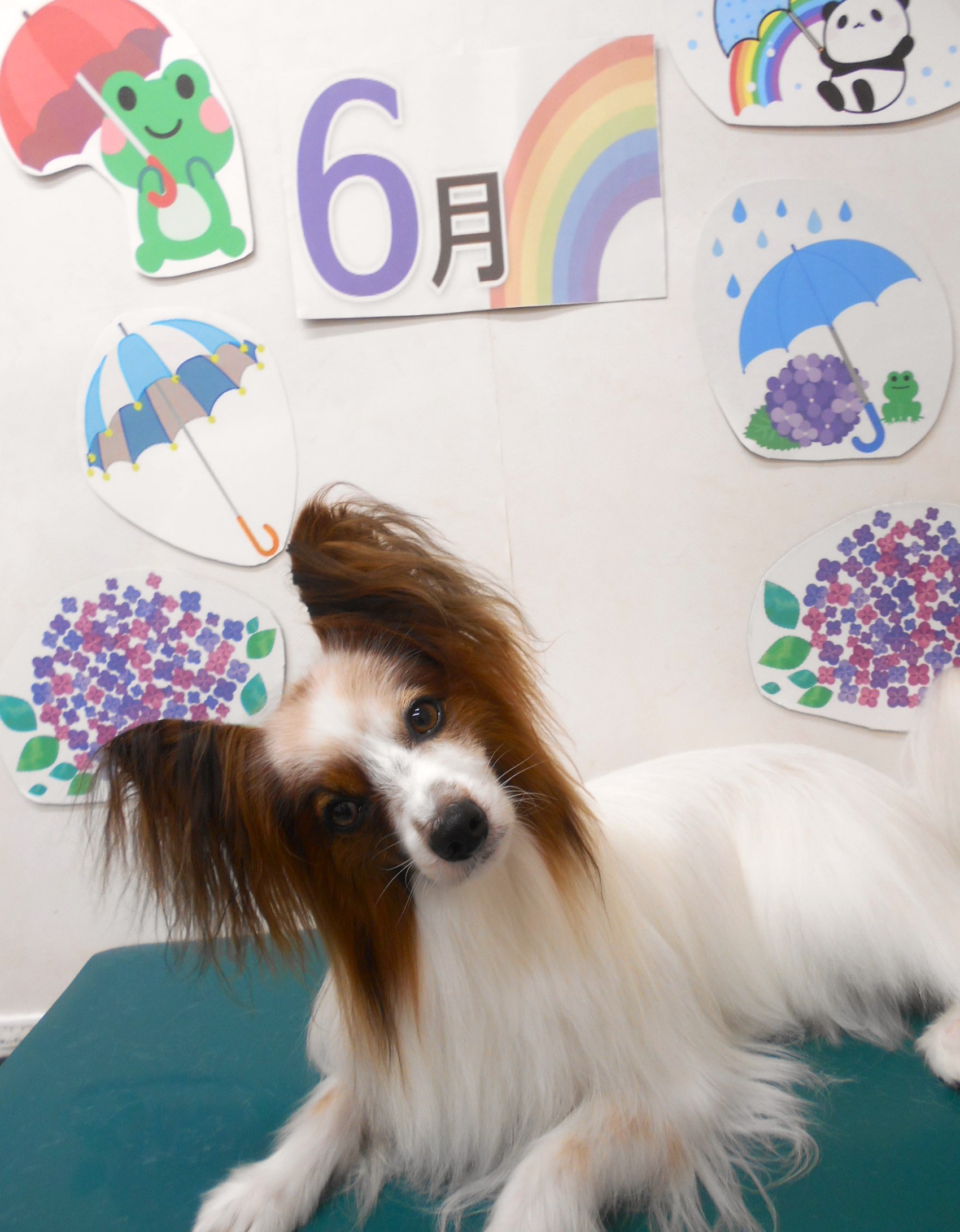 ミックス犬(その他)のトリミングカット シュシュどうぶつ病院の1枚目