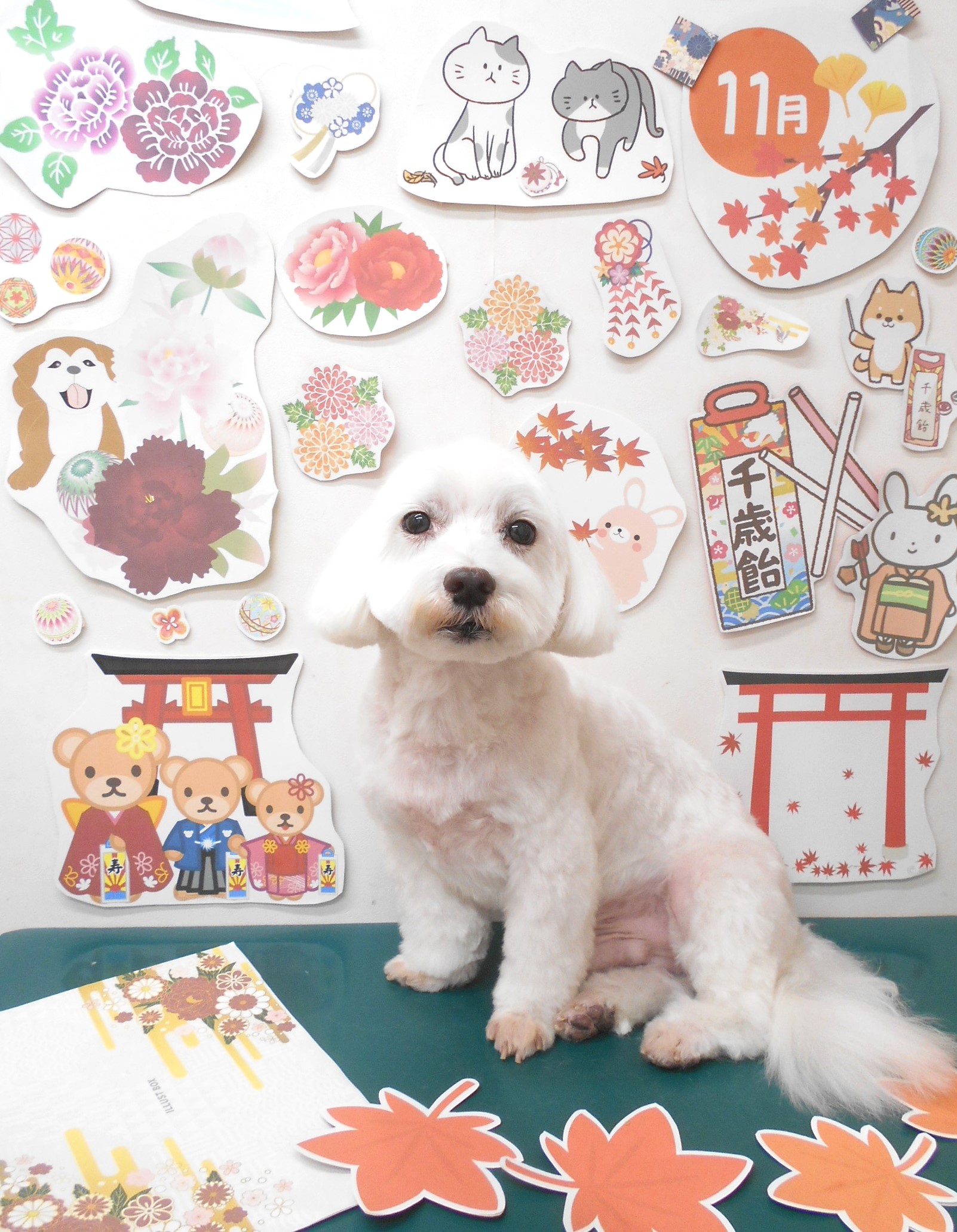 ミックス犬(その他)のトリミングカット シュシュどうぶつ病院の1枚目