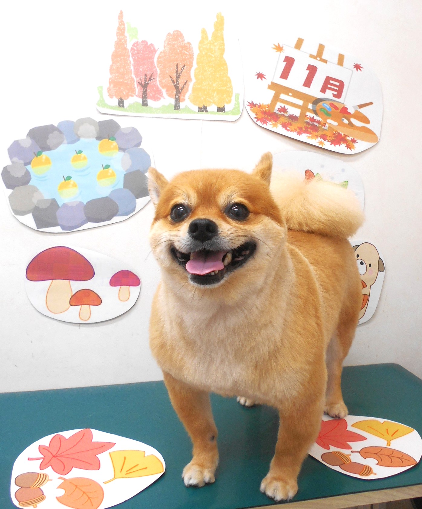 ミックス犬(その他)のトリミングカット シュシュどうぶつ病院の1枚目