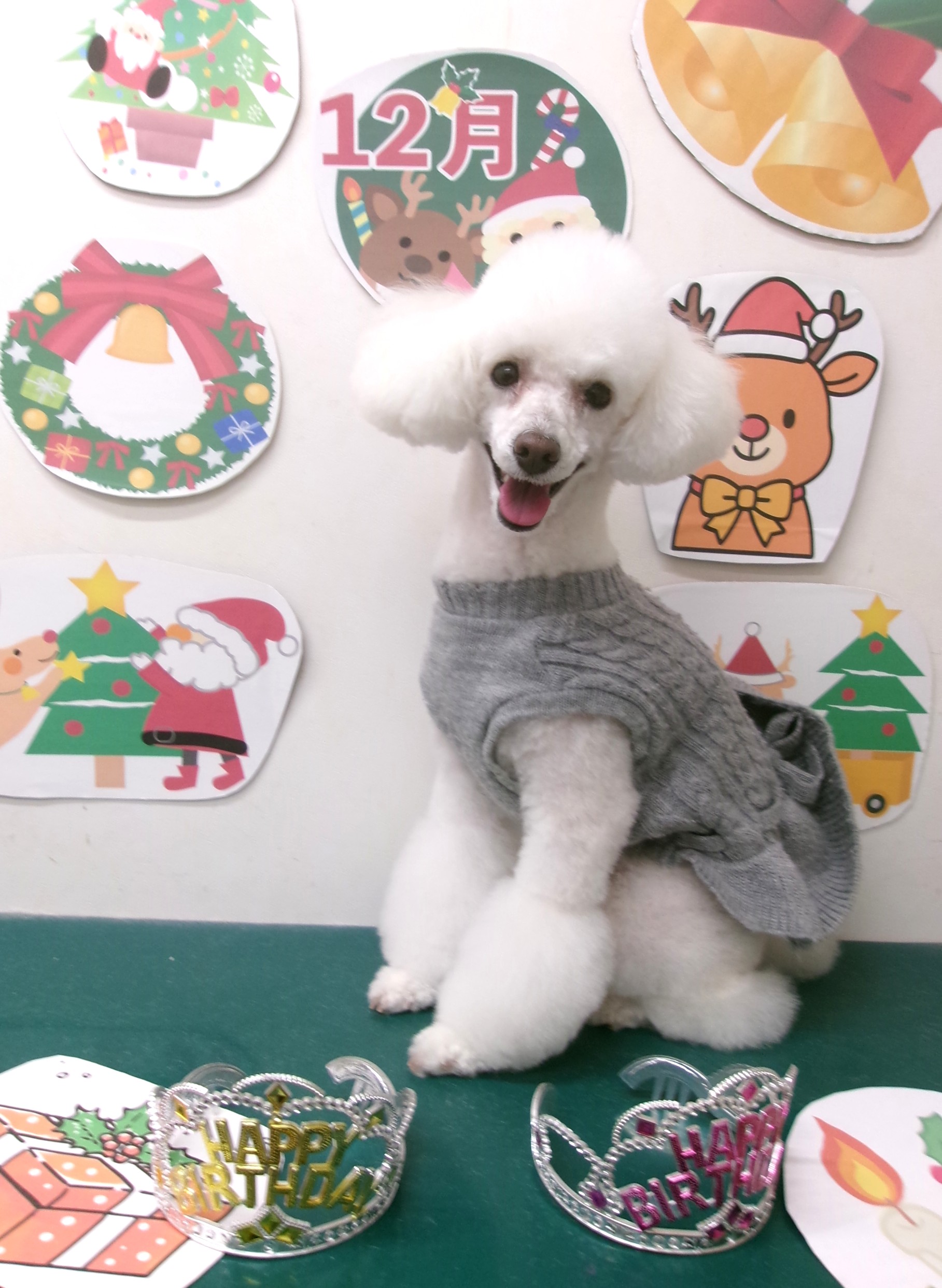 トイプードルのトリミングカット シュシュどうぶつ病院の1枚目