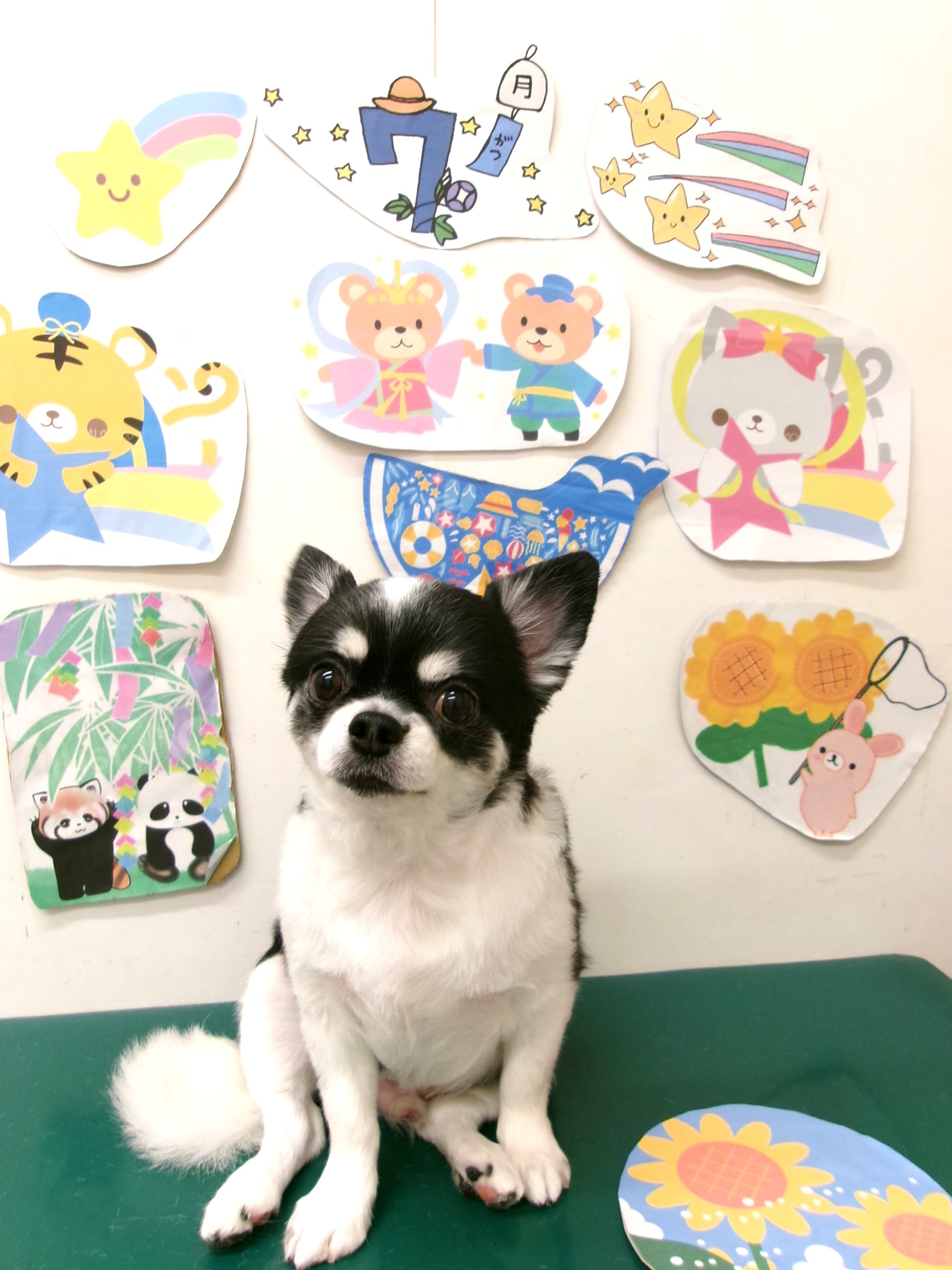 チワワのトリミングカット シュシュどうぶつ病院の1枚目