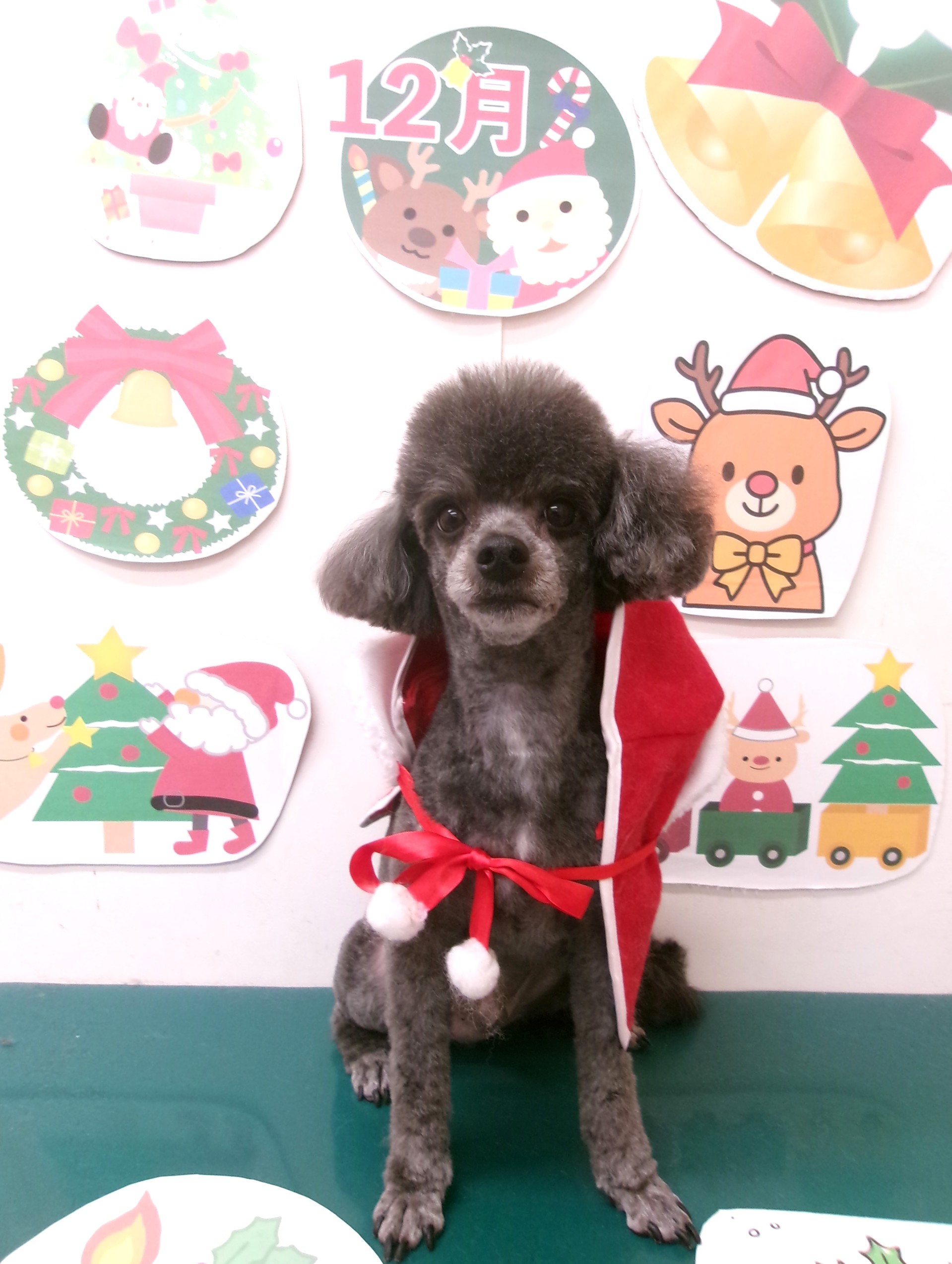 マルプー (マルチーズ×トイプードル)のトリミングカット シュシュどうぶつ病院の1枚目