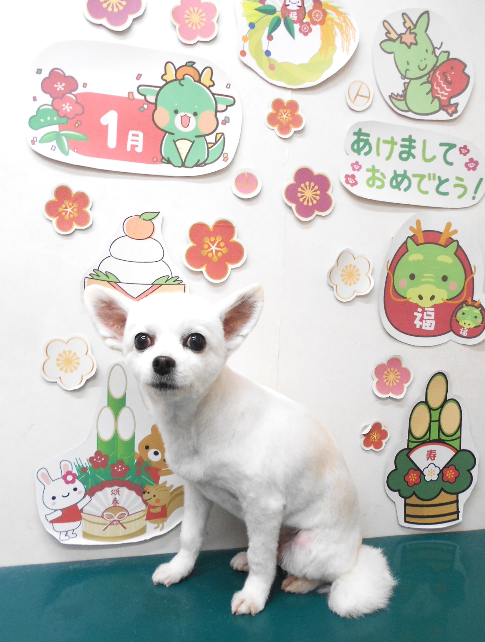 チワワのトリミングカット シュシュどうぶつ病院の1枚目