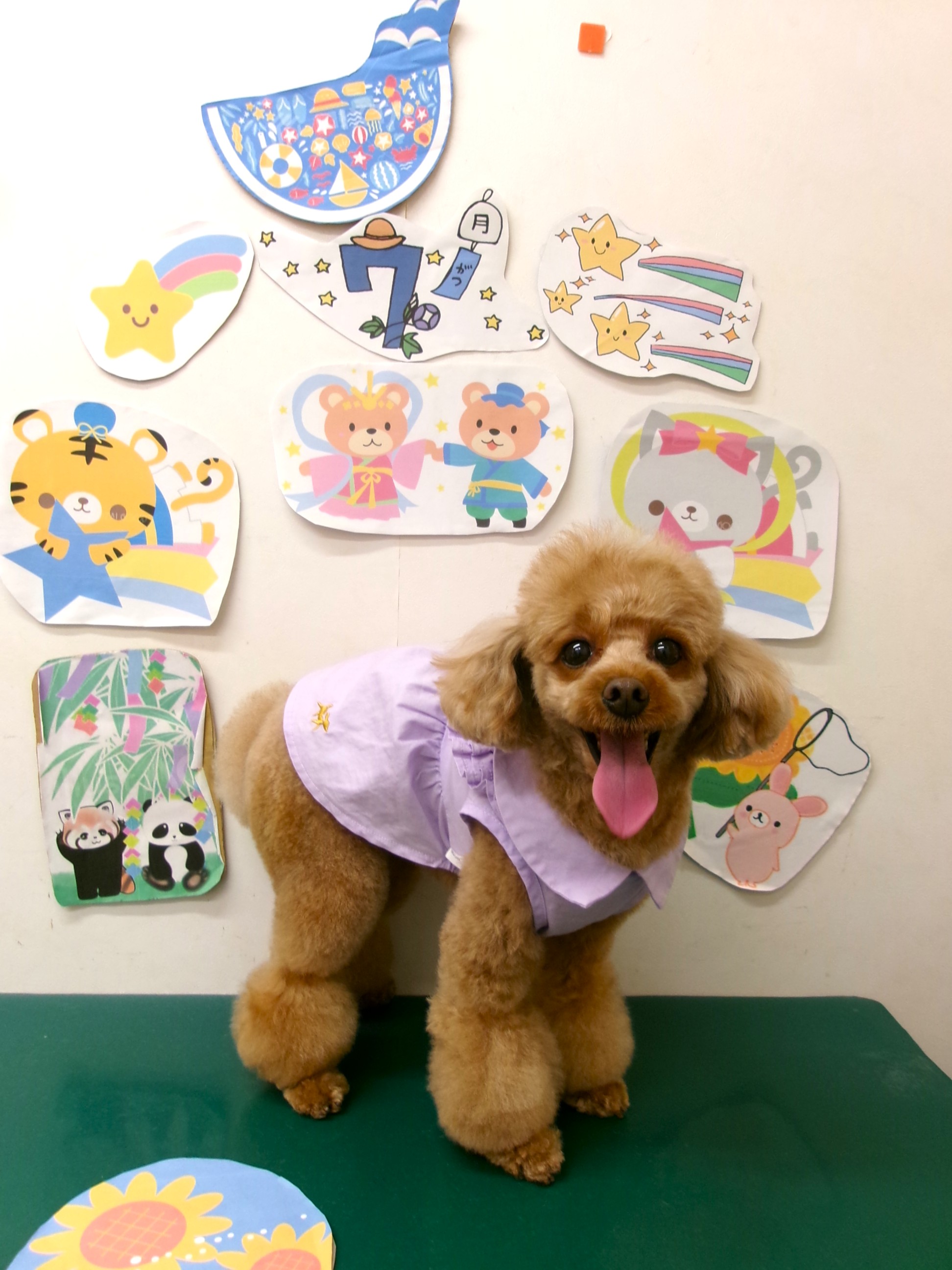 トリミングサロン シュシュどうぶつ病院のトリミングカット-10209の1枚目