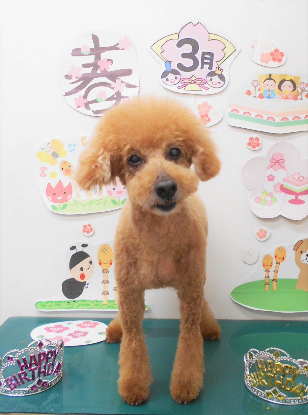 トイプードルのトリミングカット シュシュどうぶつ病院の1枚目