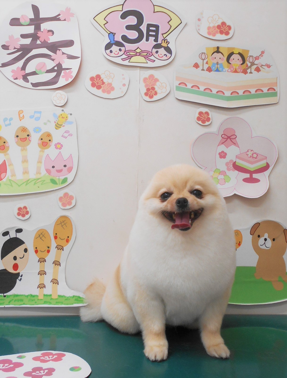ミックス犬(その他)のトリミングカット シュシュどうぶつ病院の1枚目