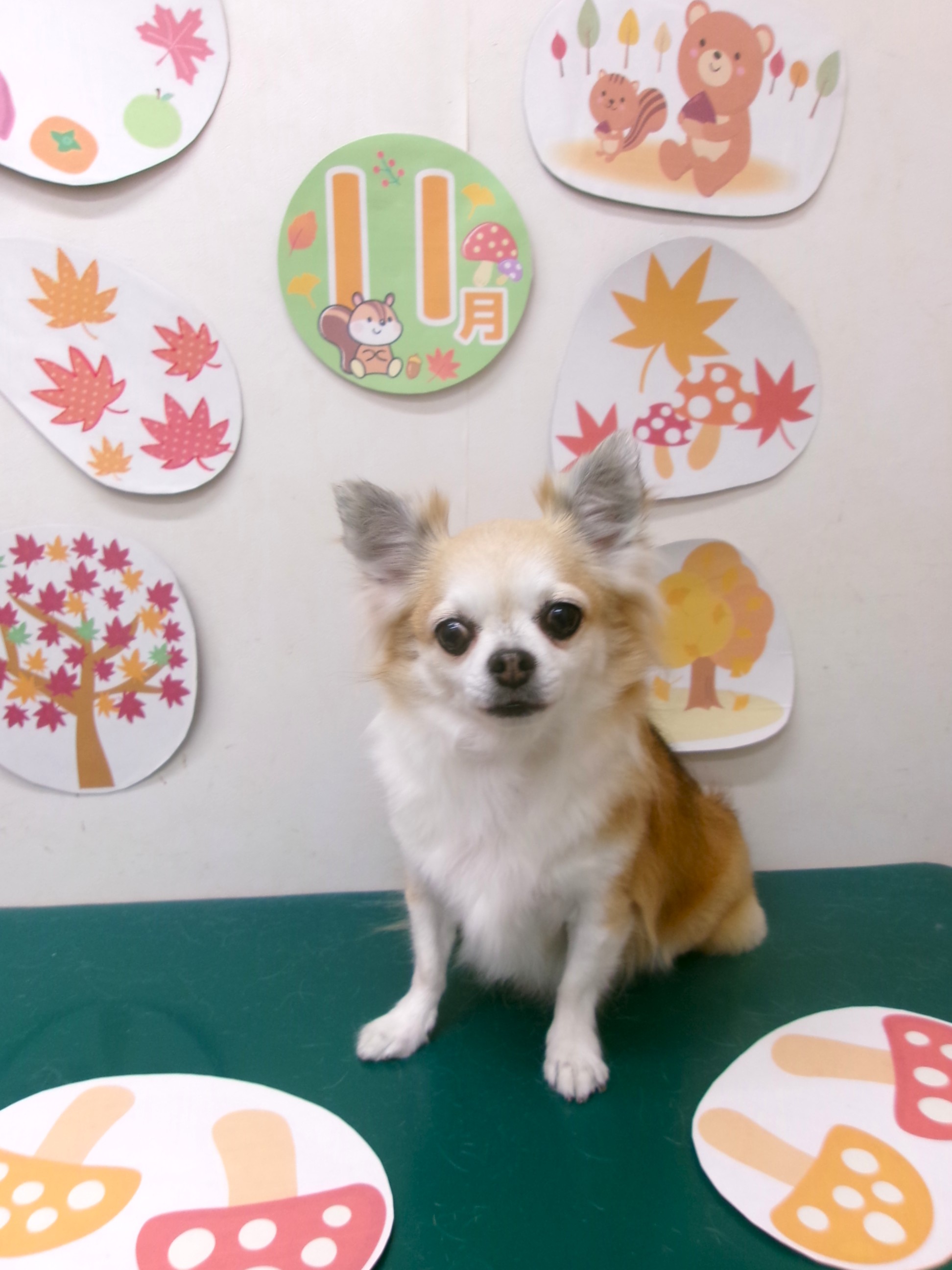 チワワのトリミングカット シュシュどうぶつ病院の1枚目