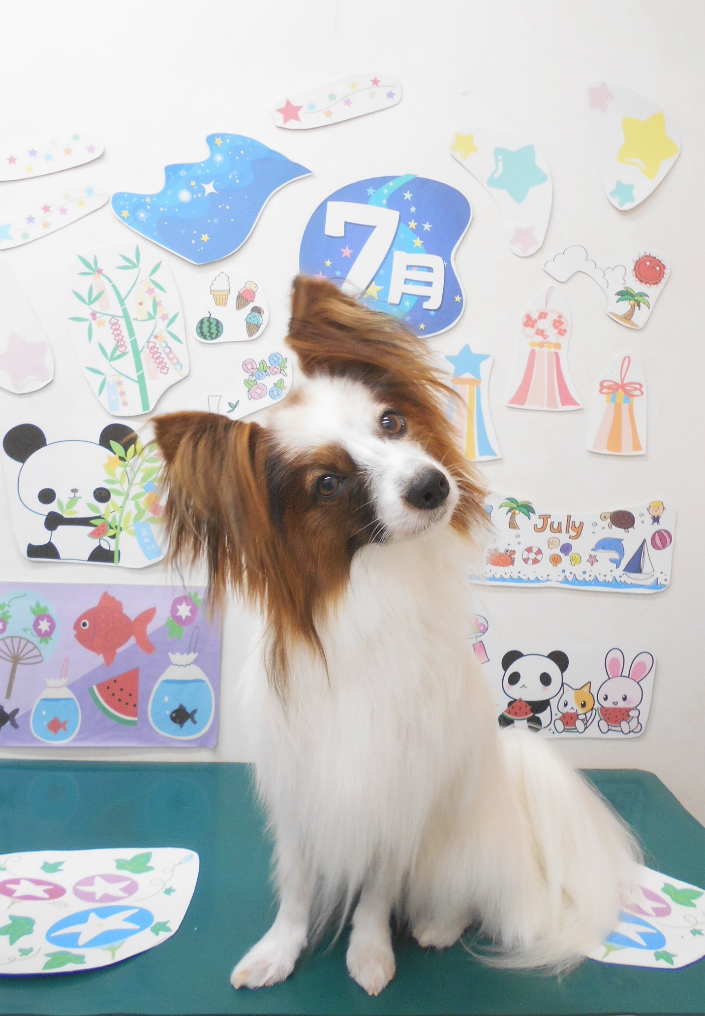 ミックス犬(その他)のトリミングカット シュシュどうぶつ病院の1枚目