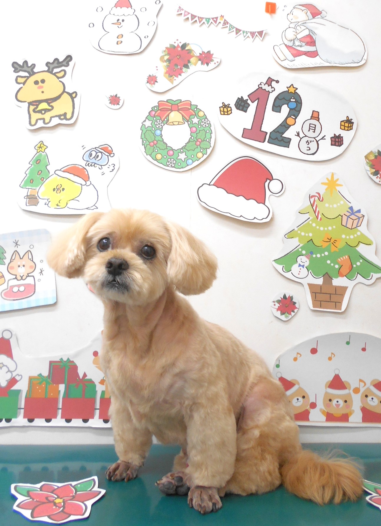 ミックス犬(その他)のトリミングカット シュシュどうぶつ病院の1枚目