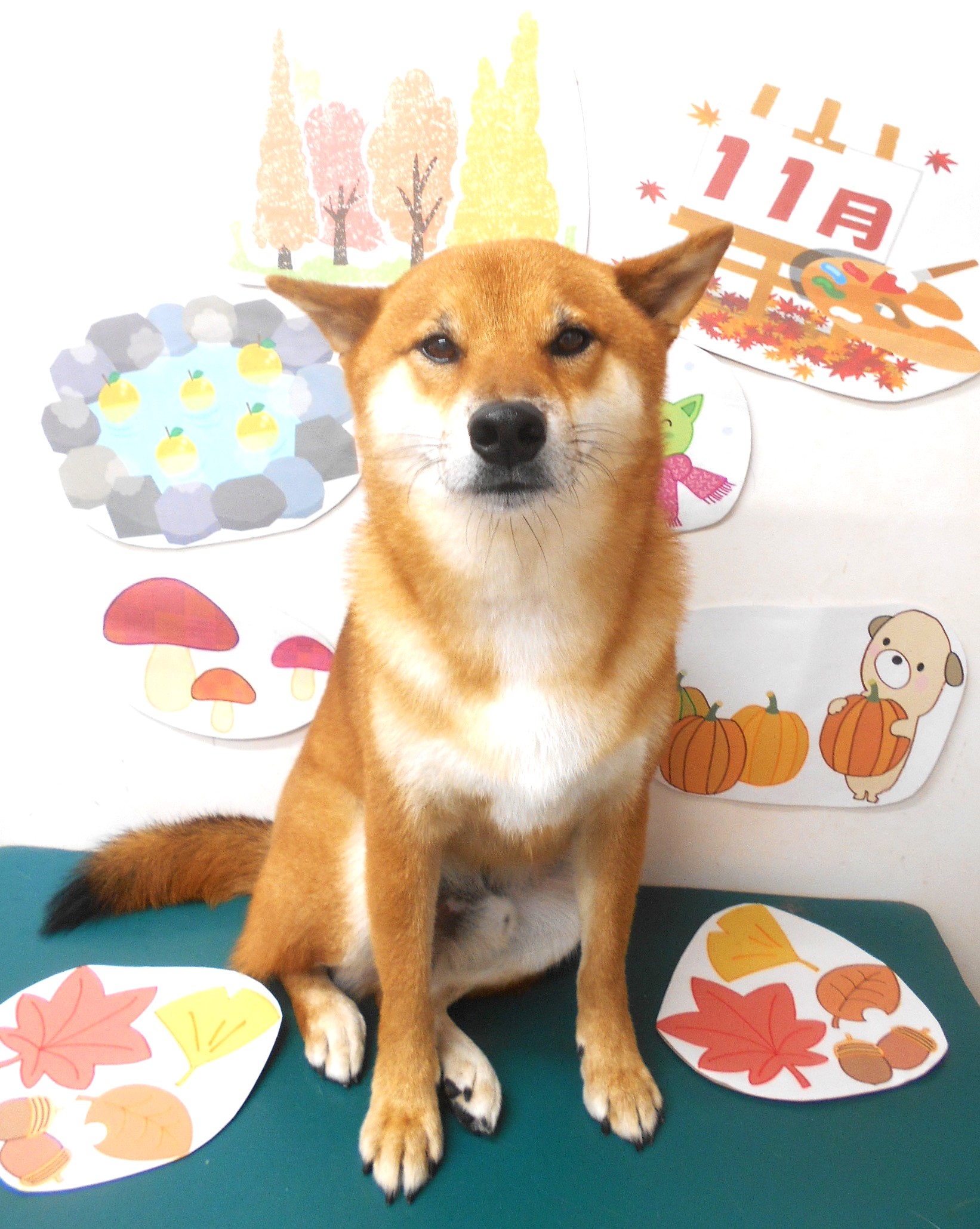 柴犬のトリミングカット シュシュどうぶつ病院の1枚目