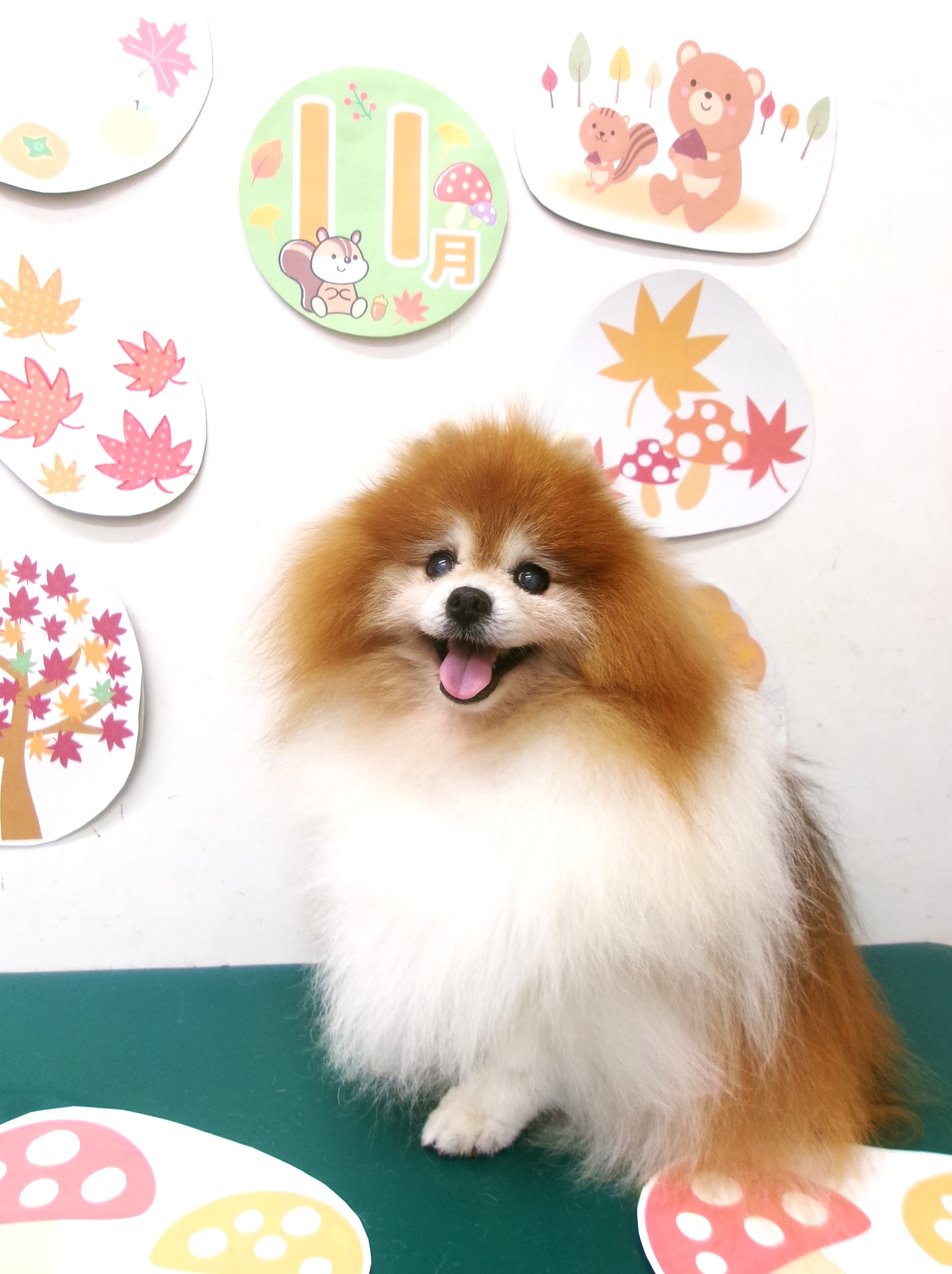 ポメラニアンのトリミングカット シュシュどうぶつ病院の1枚目