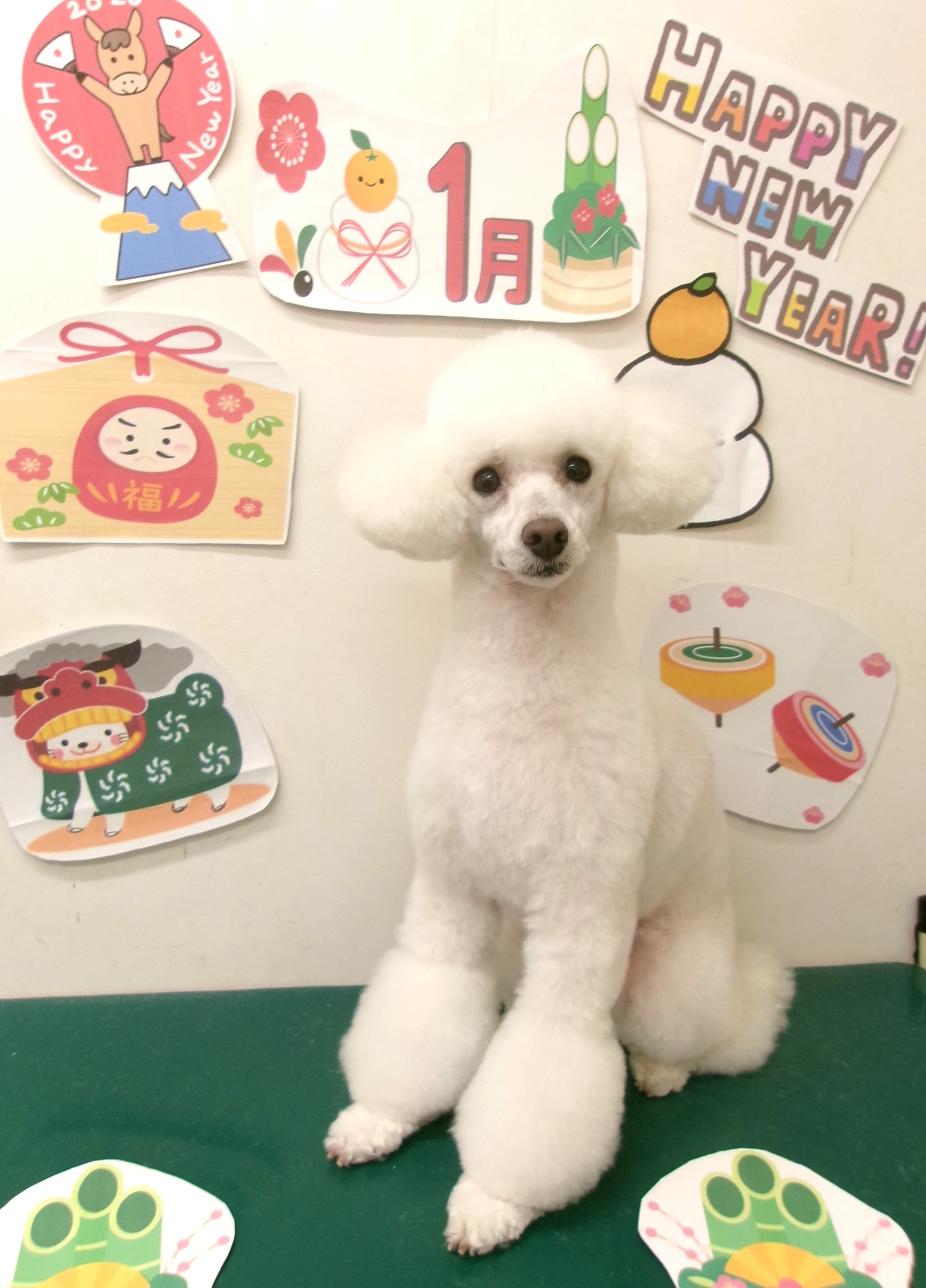 トイプードルのトリミングカット シュシュどうぶつ病院の2枚目