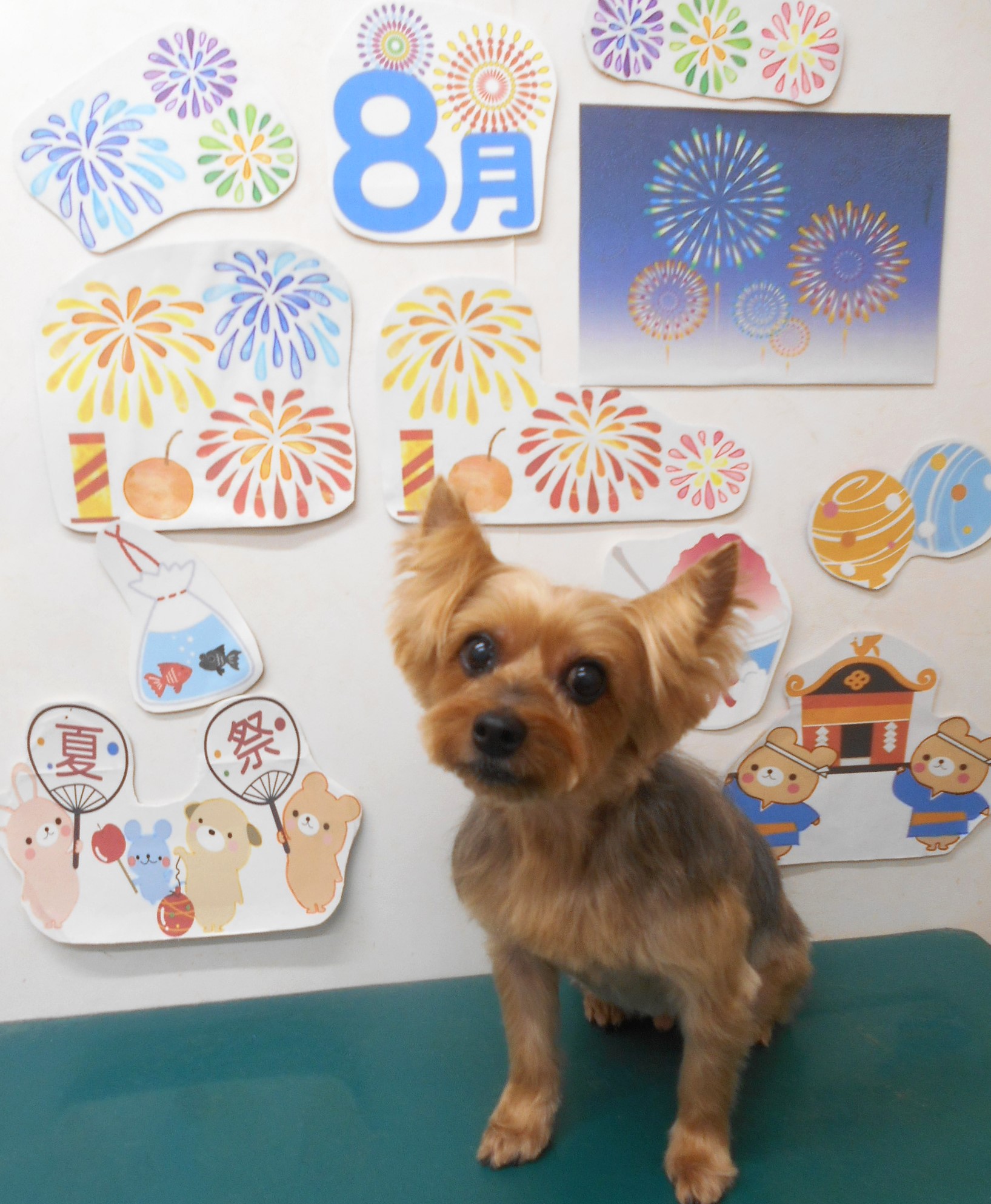 ヨークシャーテリアのトリミングカット シュシュどうぶつ病院の1枚目