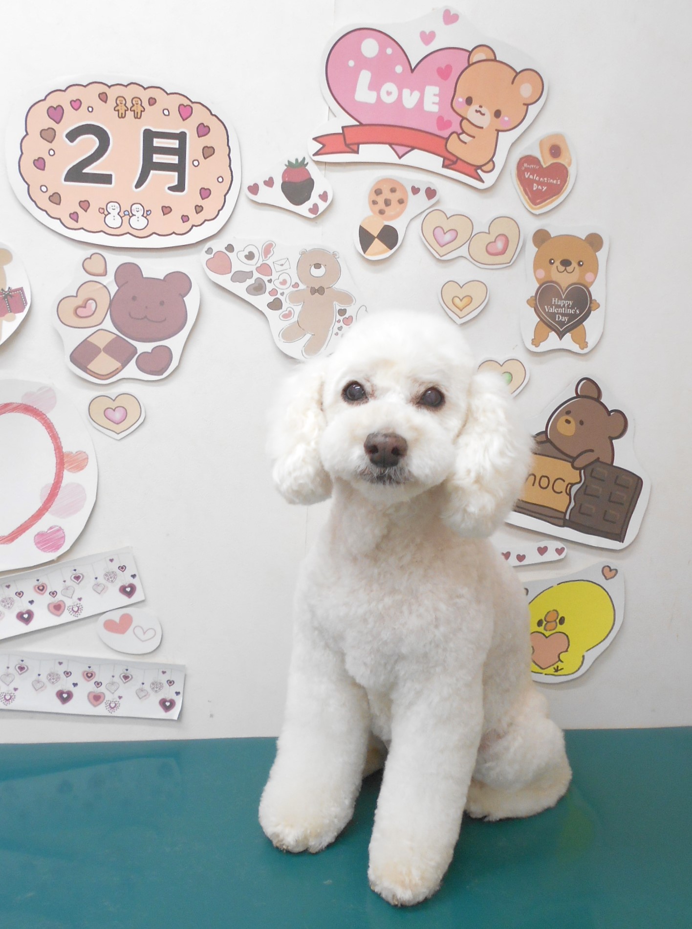 トリミングサロン シュシュどうぶつ病院のトリミングカット-8563の1枚目