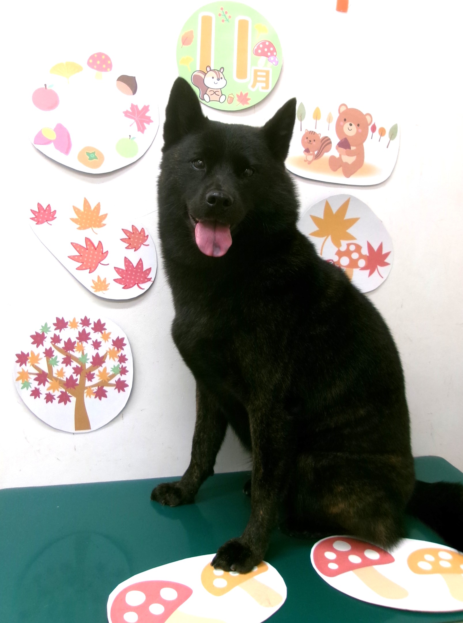 トリミングサロン シュシュどうぶつ病院のトリミングカット-10555の1枚目