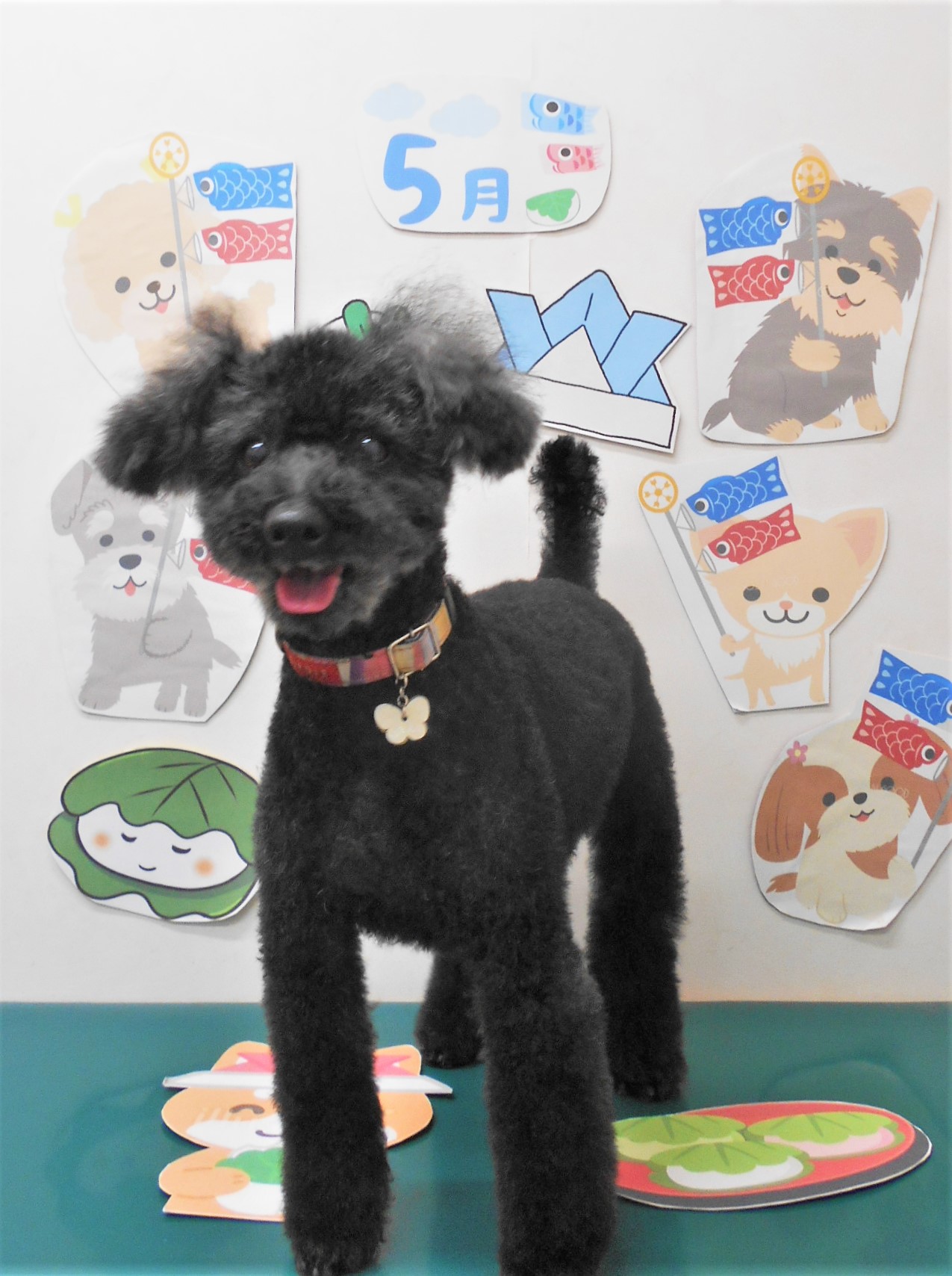 トイプードルのトリミングカット シュシュどうぶつ病院の1枚目