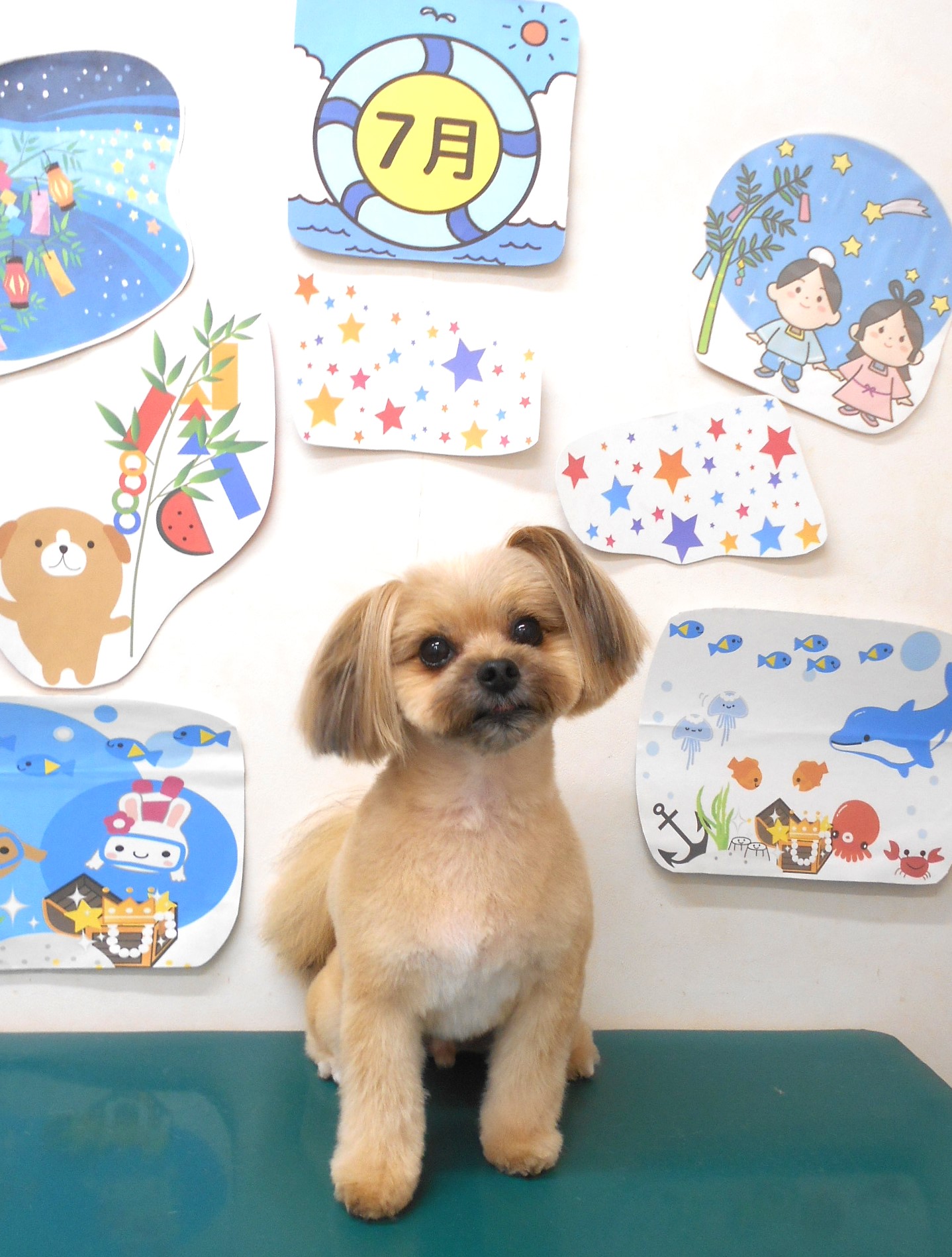 ミックス犬(その他)のトリミングカット シュシュどうぶつ病院の1枚目