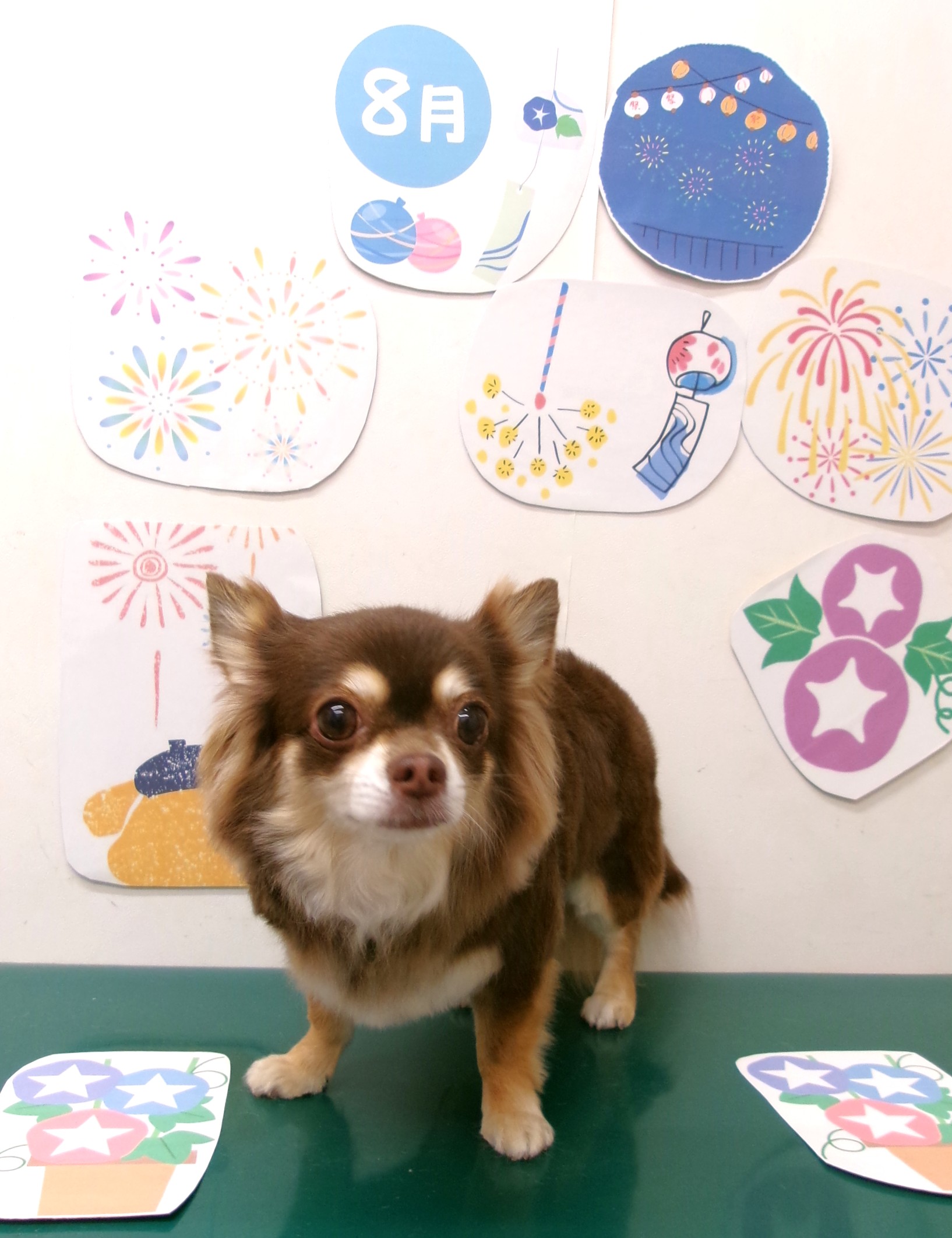 チワワのトリミングカット シュシュどうぶつ病院の1枚目