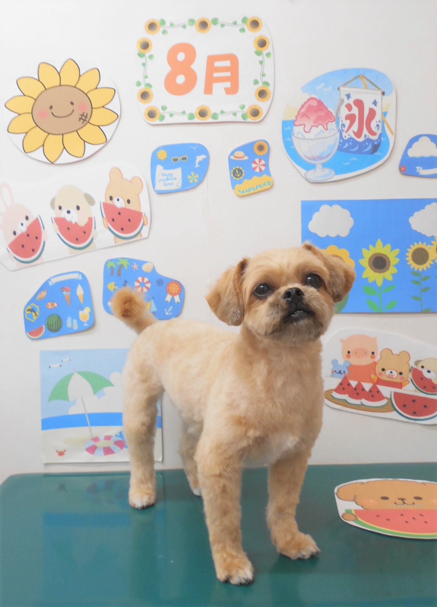 ミックス犬(その他)のトリミングカット シュシュどうぶつ病院の1枚目