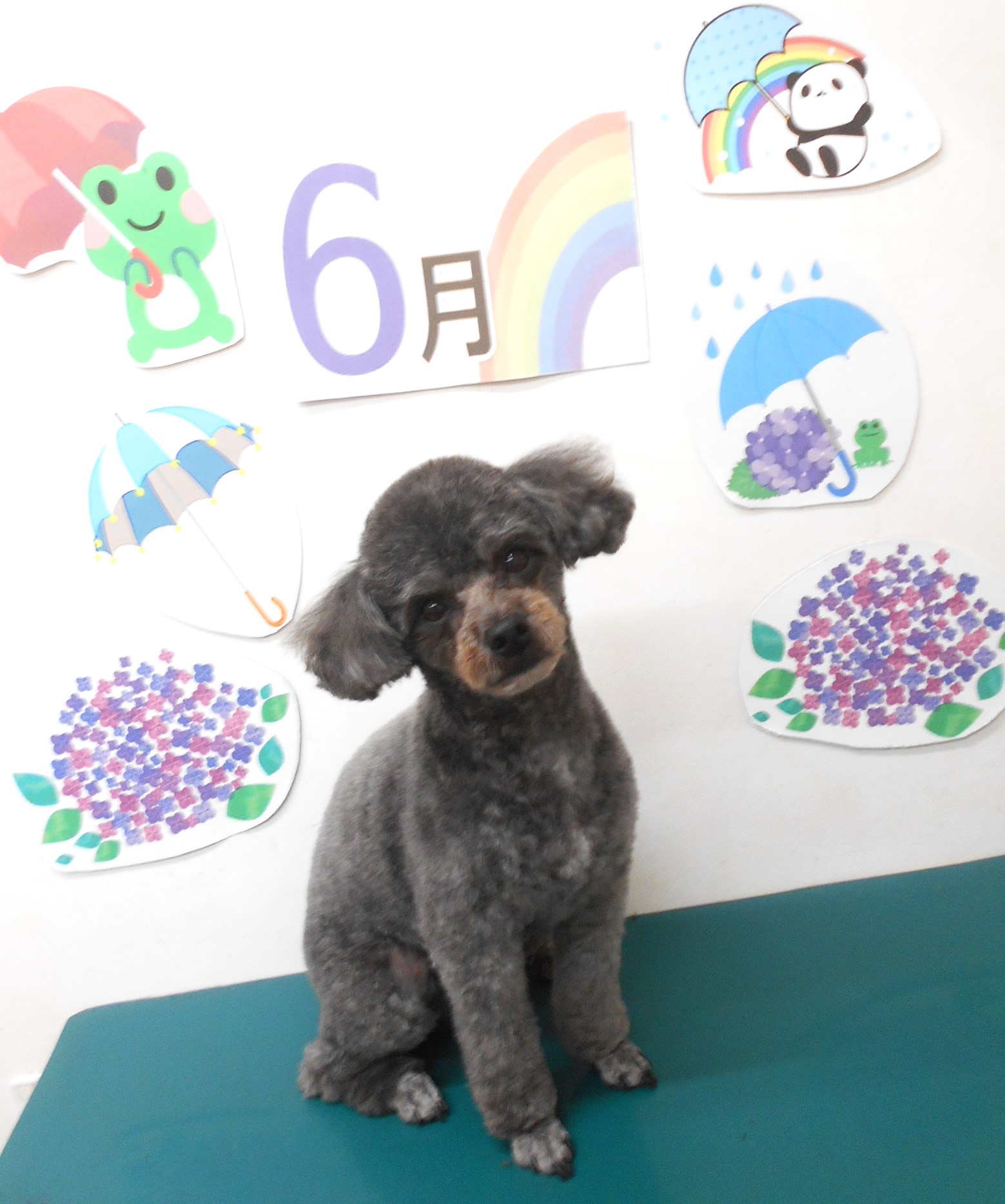 ミックス犬(その他)のトリミングカット シュシュどうぶつ病院の1枚目